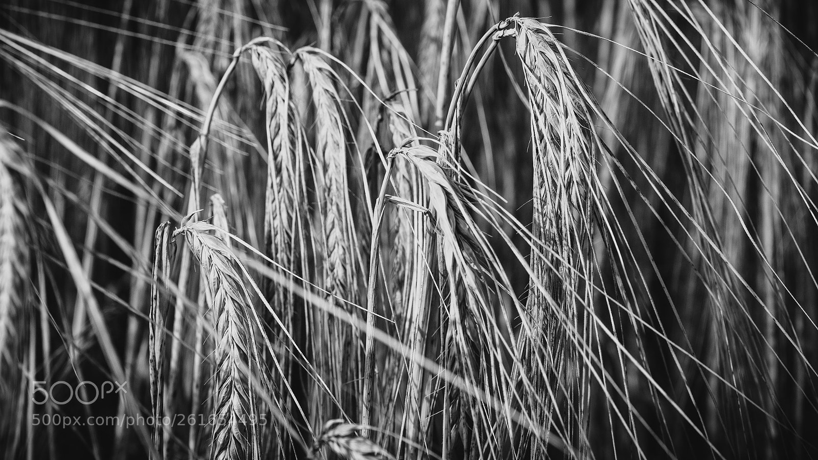 Sony a7 II sample photo. Thorn x photography