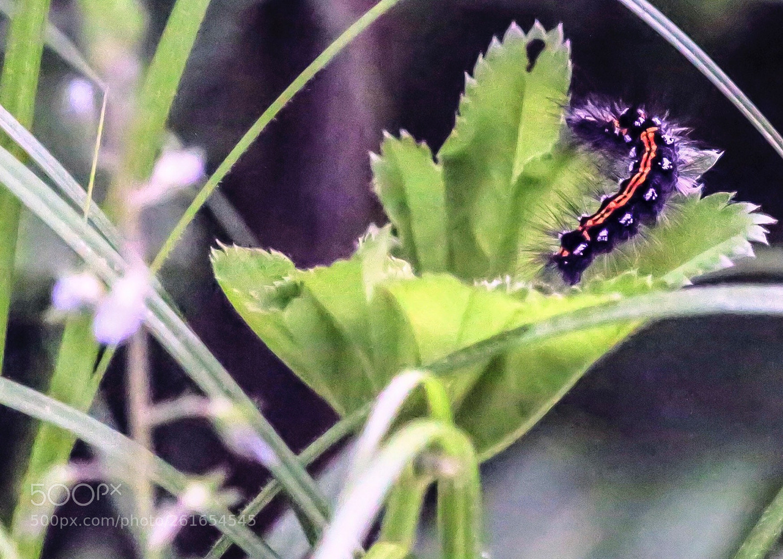 Canon EOS 6D sample photo. Caterpillar photography