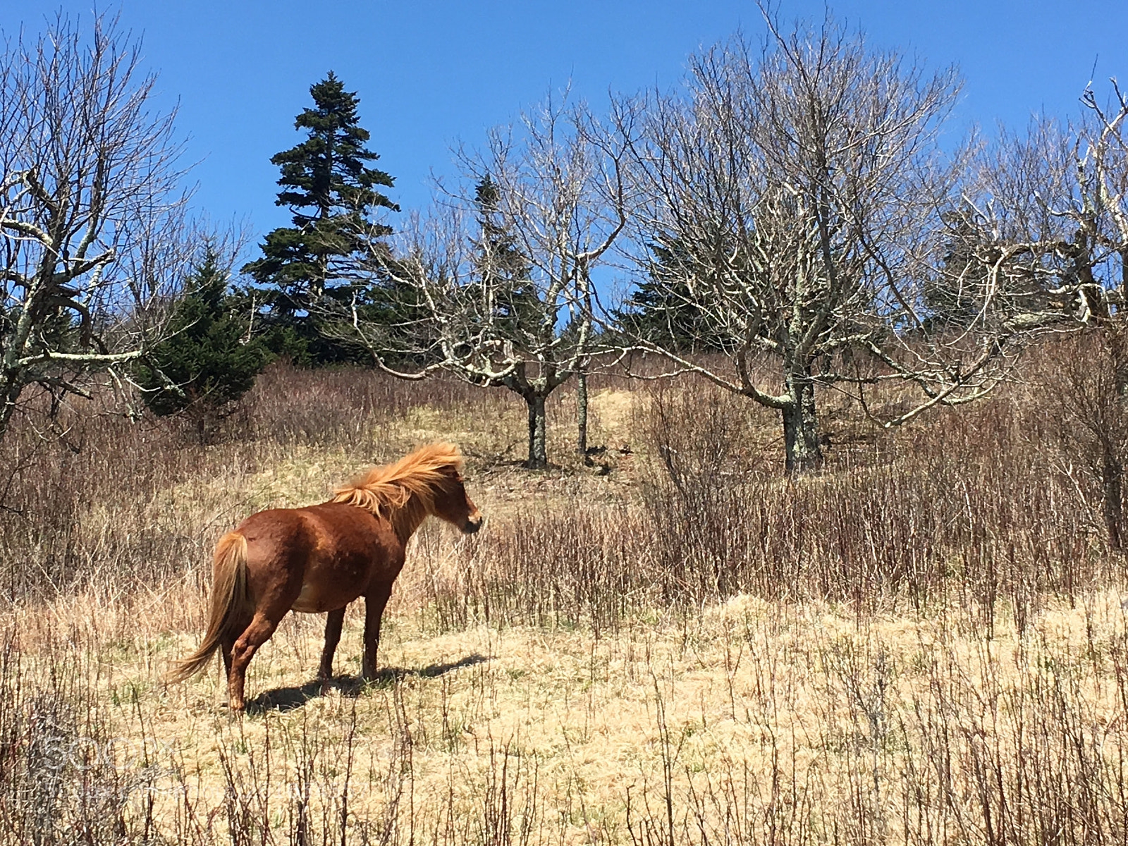 Apple iPhone 6s sample photo. Wild pony on mt photography