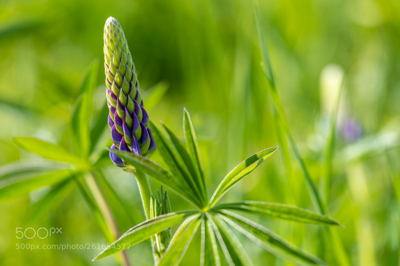Canon EOS 5D Mark IV sample photo. Baby lupine photography
