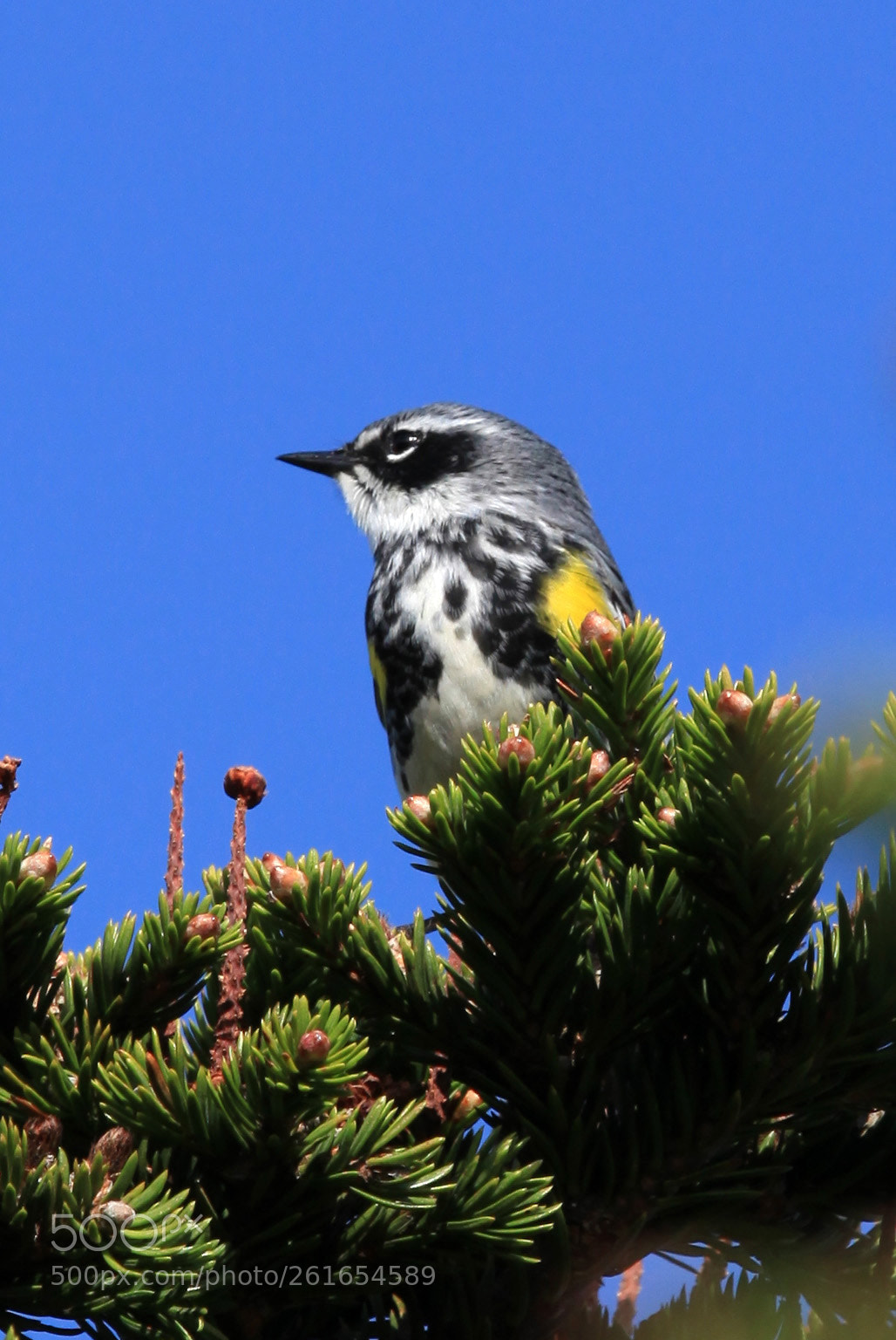 Canon EOS 5D Mark II sample photo. Yellow-rumped warbler photography