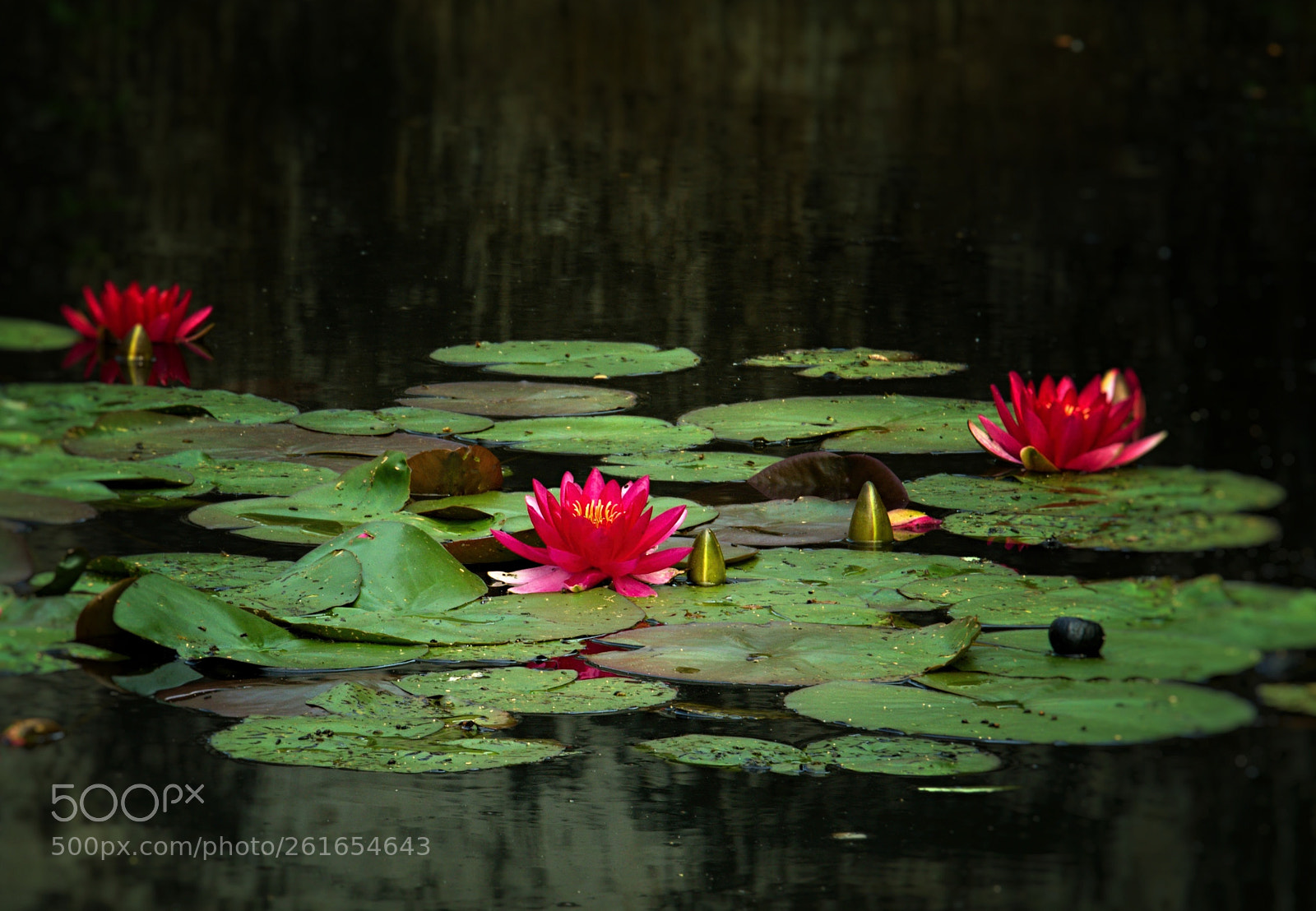 Sony a6000 sample photo. Water lilies photography