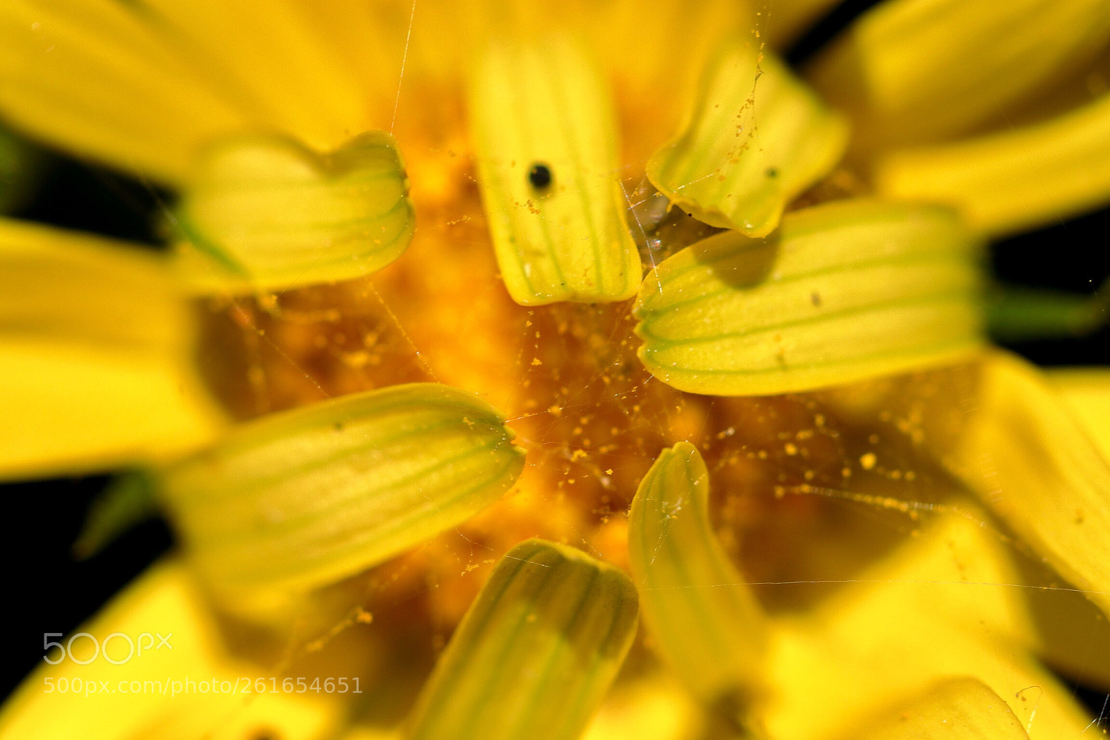 Canon EOS 800D (EOS Rebel T7i / EOS Kiss X9i) sample photo. Corn marigold  photography