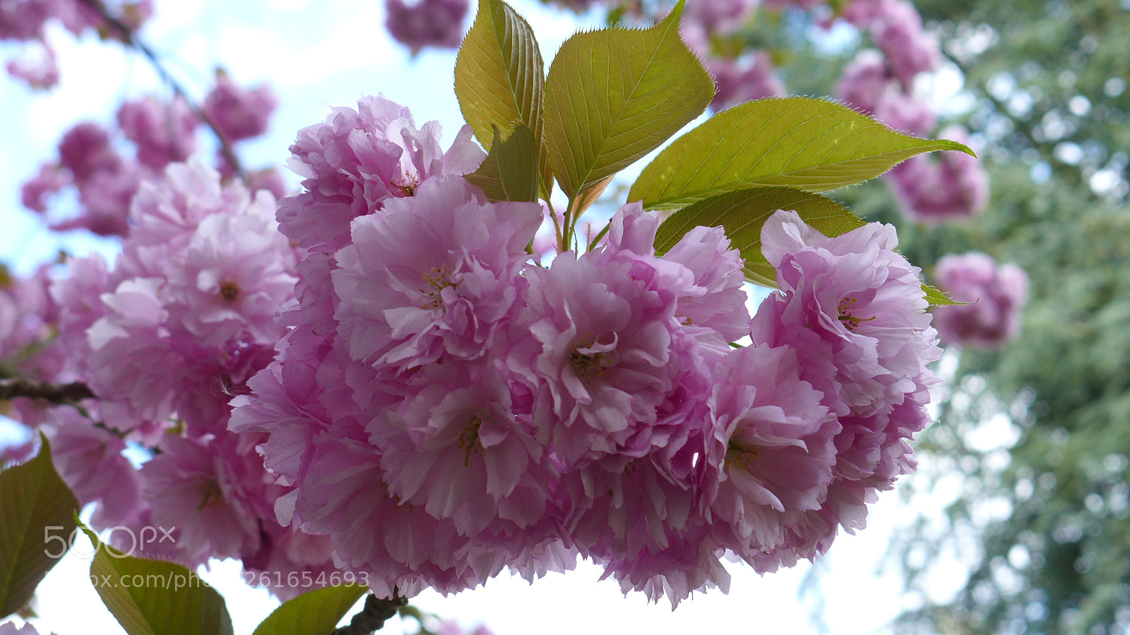 Leica D-Lux 6 sample photo. Sweet normandy photography