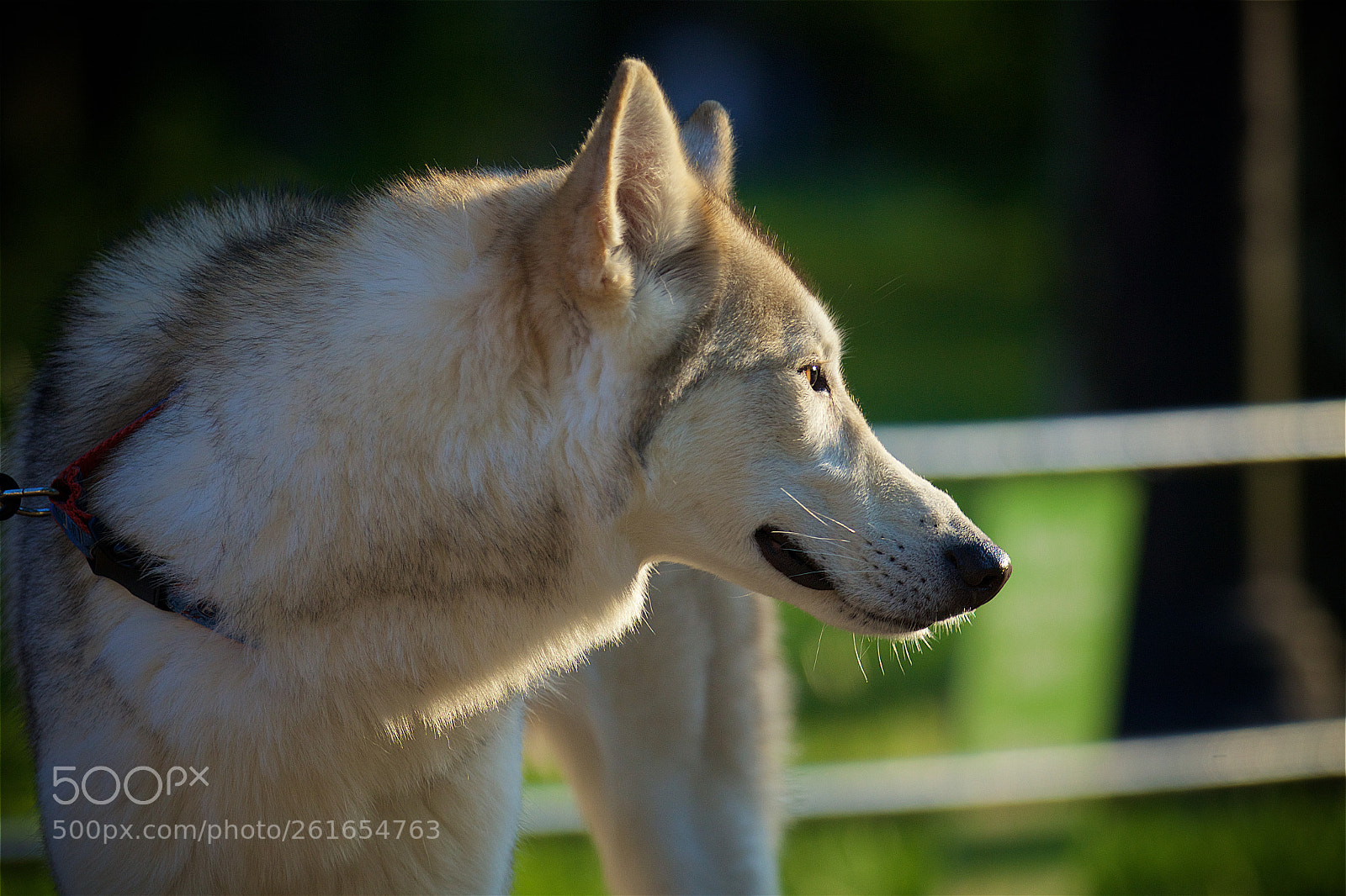 Canon EOS 5D Mark II sample photo. Golden hour dog photography