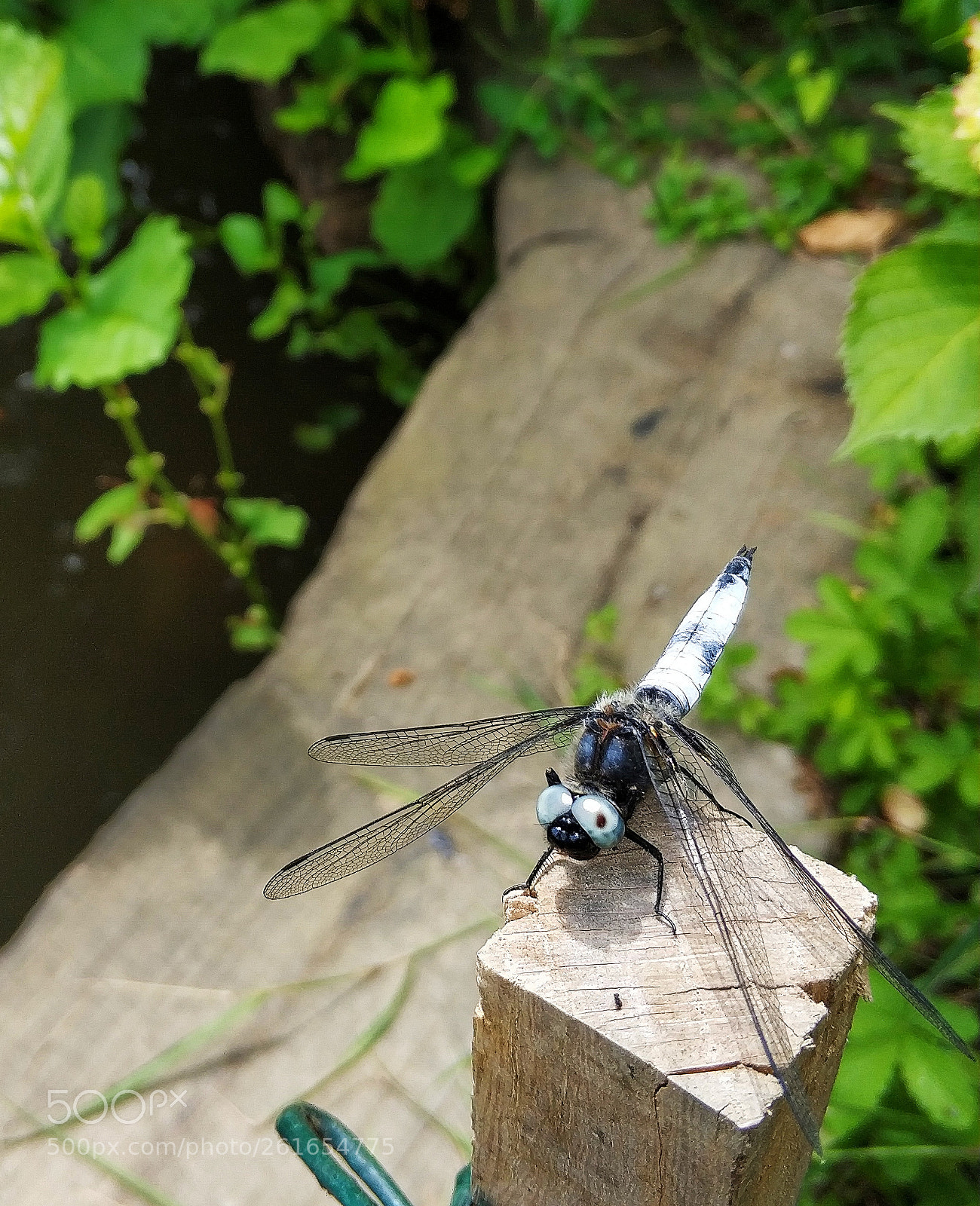 Xiaomi Mi Note 3 sample photo. Dragonfly photography