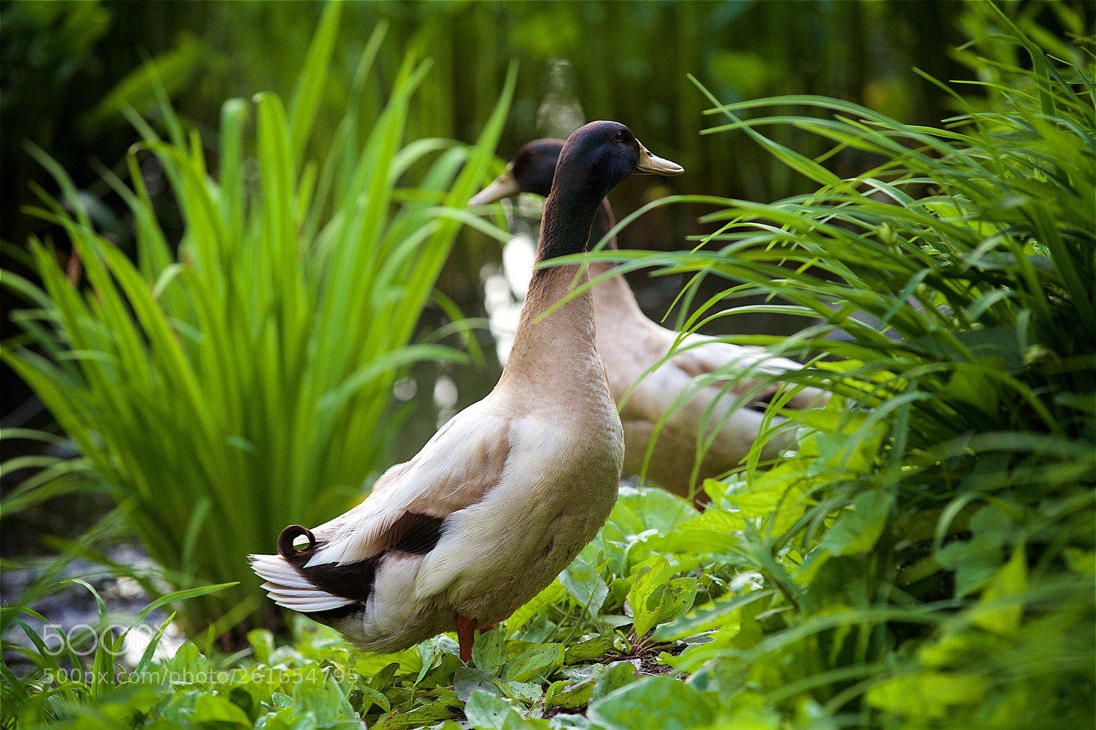 Canon EOS 5D Mark II sample photo. Mallard ducks photography