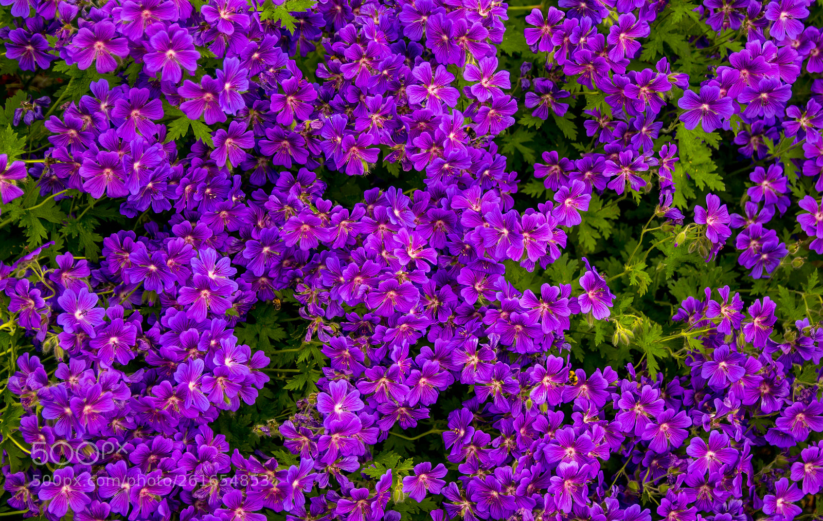 Canon EOS 80D sample photo. Bloombed photography