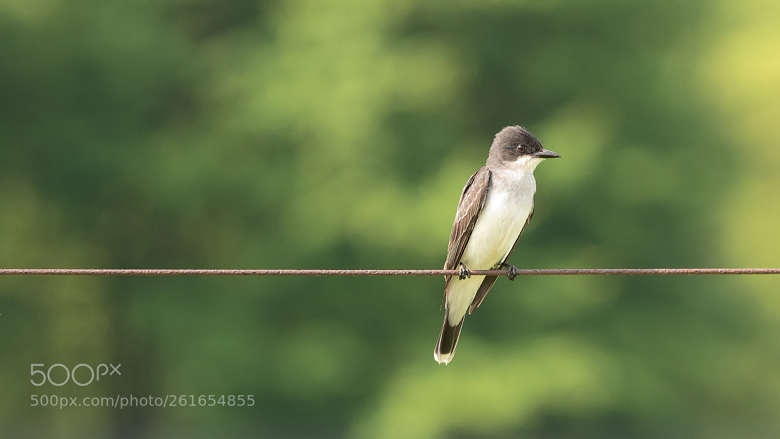 Nikon D750 sample photo. Eastern kingbird photography
