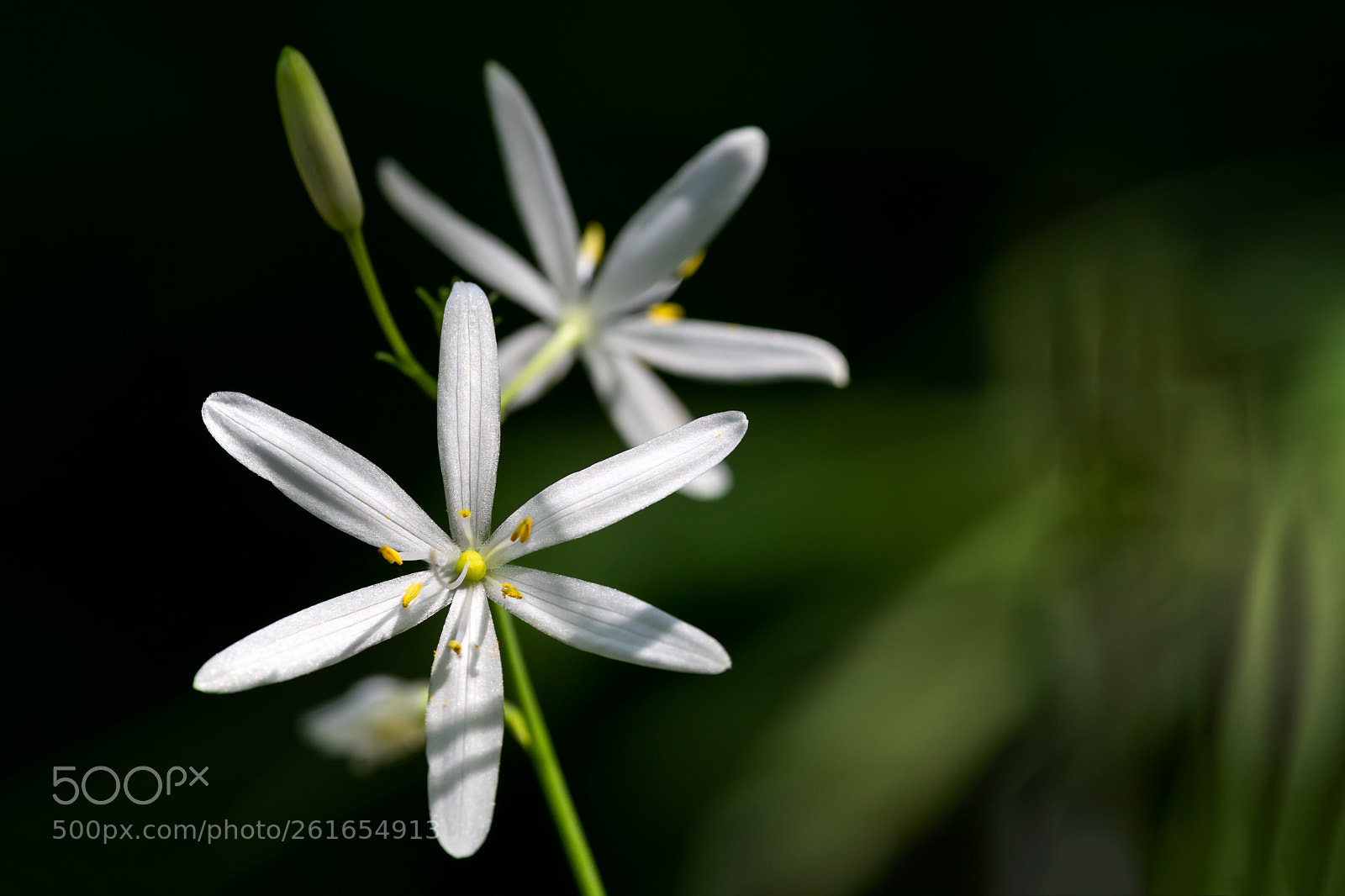 Canon EOS 5D Mark IV sample photo. Anthericum ramosum photography