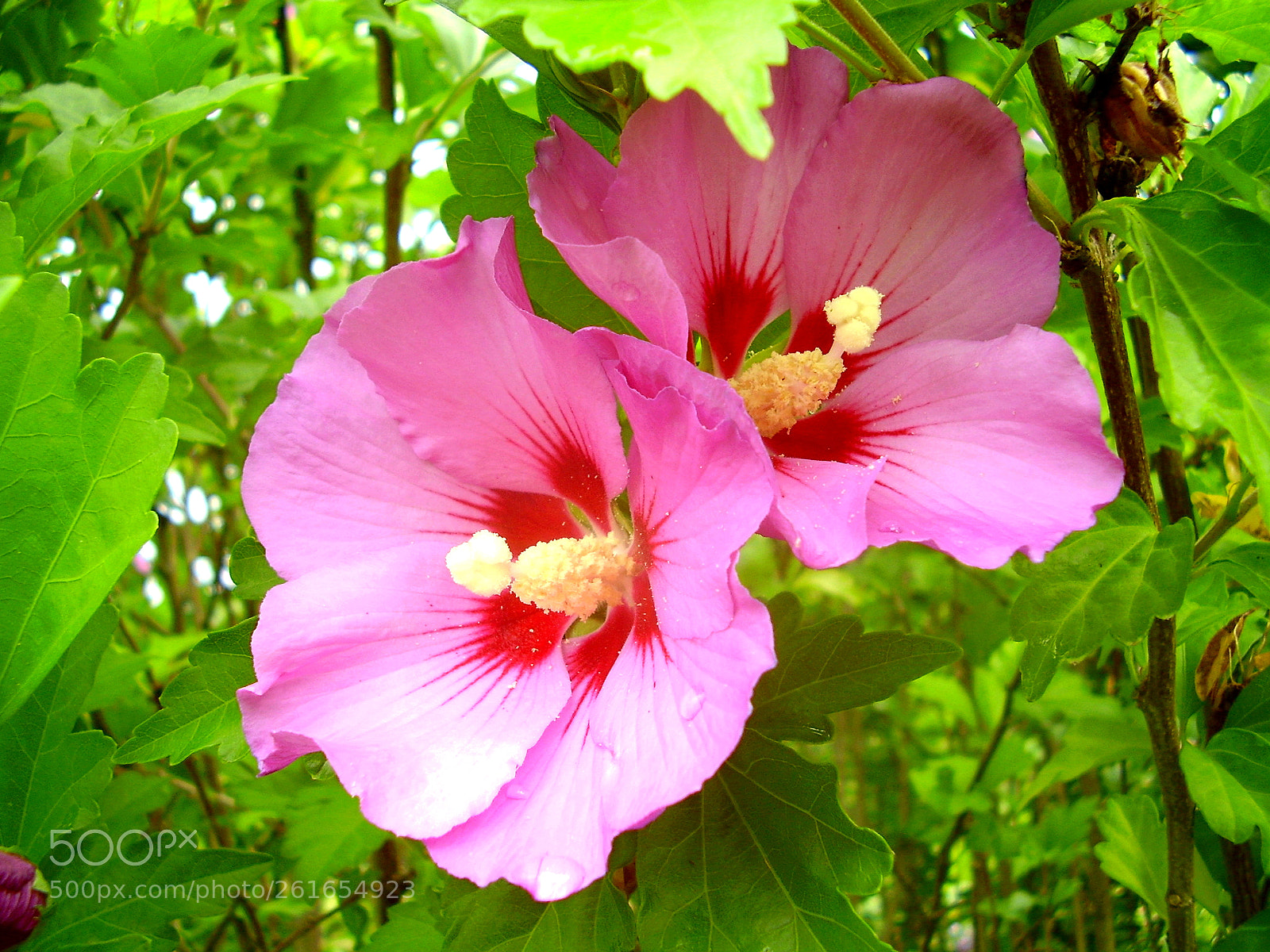 Olympus FE115,X715 sample photo. Hibiscus plant in full photography