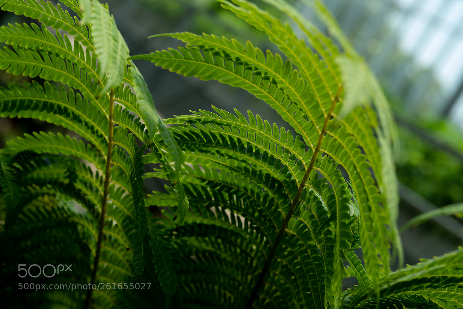 Sony a7R II sample photo. Ferm - macro photography