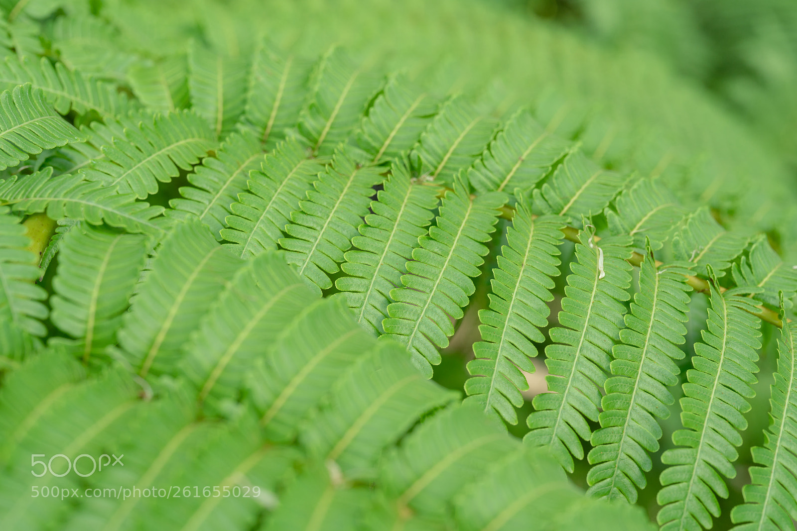 Sony a7R II sample photo. Ferm - macro photography