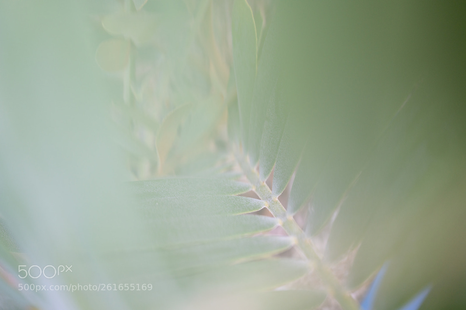 Sony a7R II sample photo. Ferm - macro photography