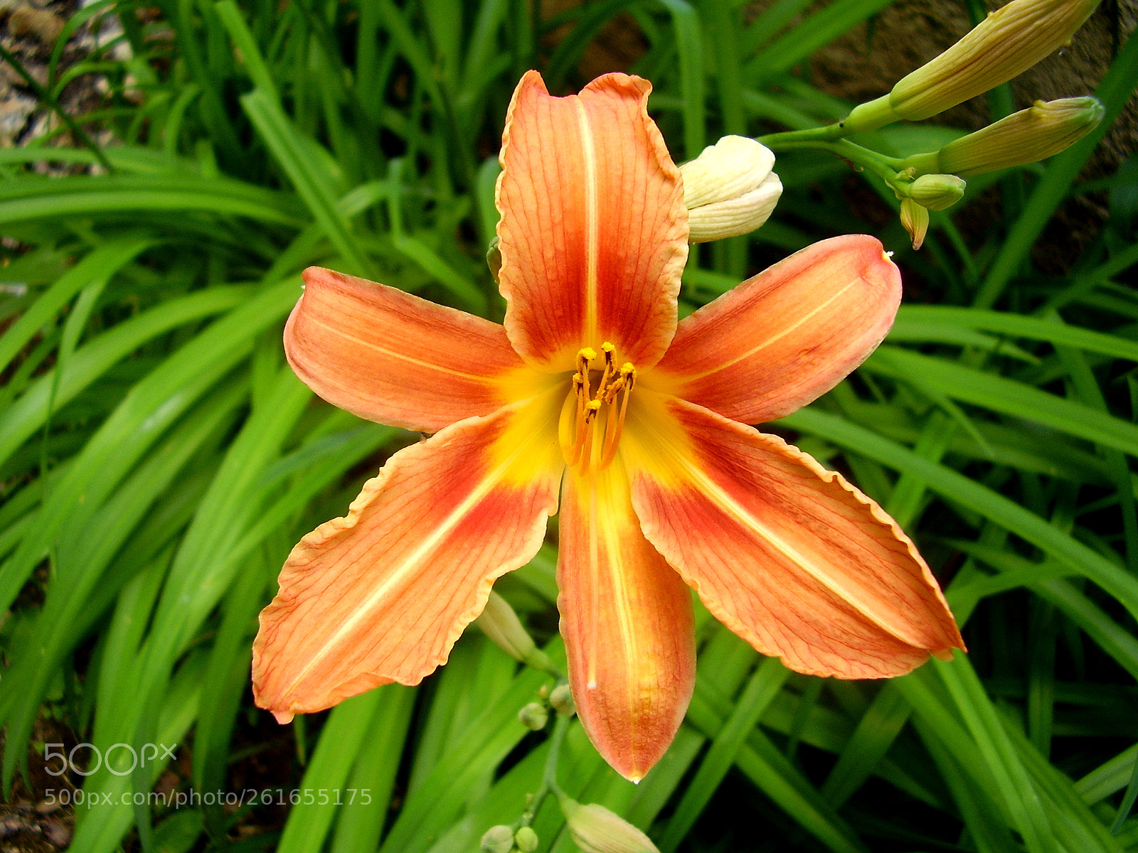 Olympus FE115,X715 sample photo. Orange tiger lily photography