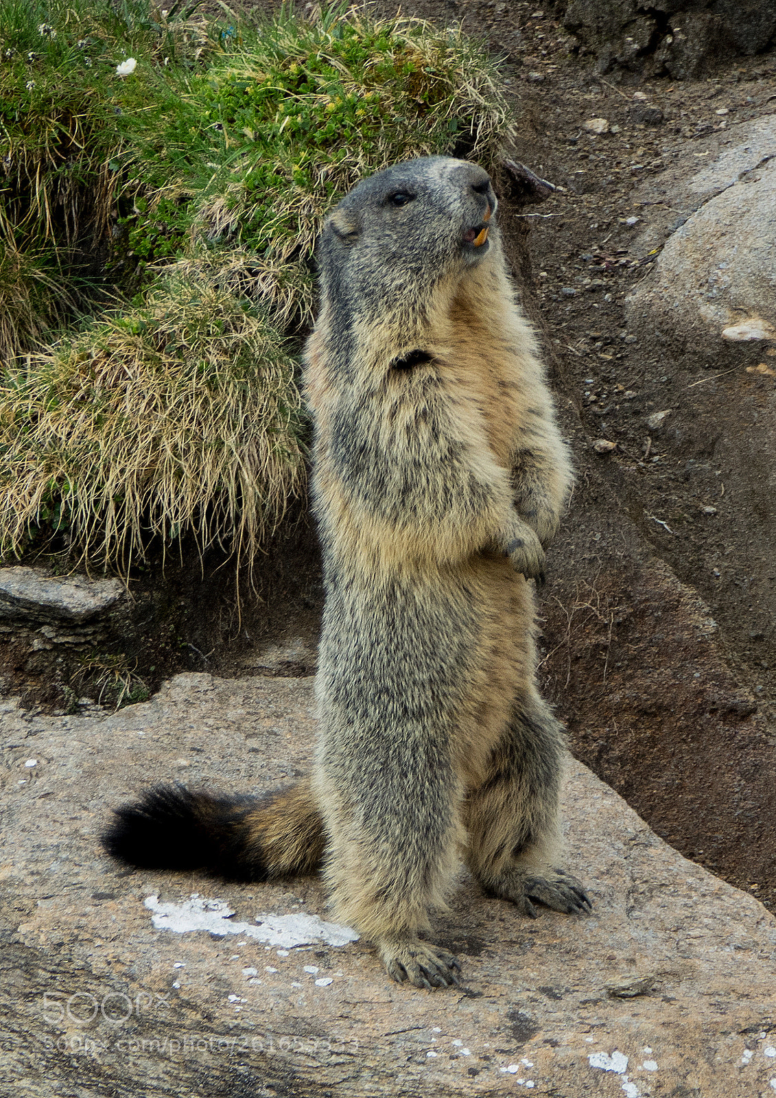 Sony Cyber-shot DSC-RX10 III sample photo. Screaming groundhog photography