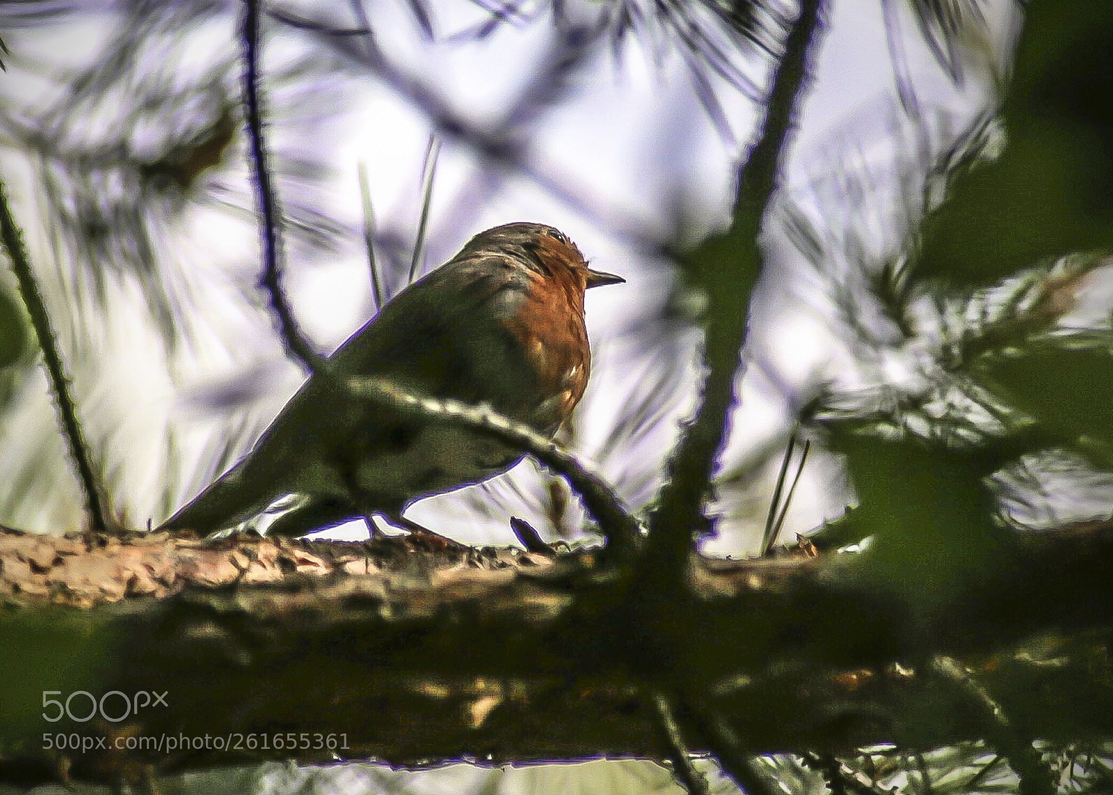 Canon EOS 6D sample photo. Just bird photography
