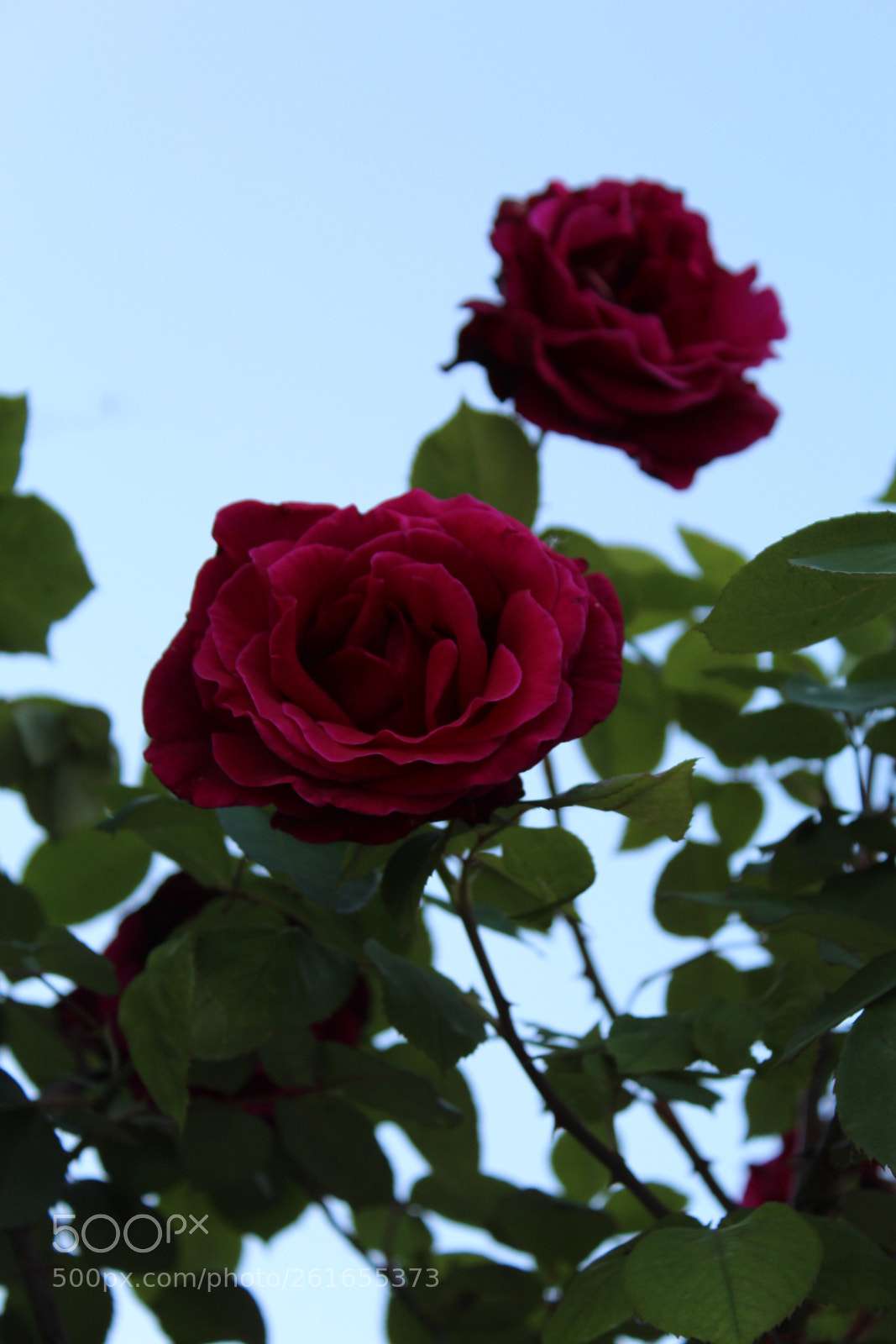 Canon EOS 1300D (EOS Rebel T6 / EOS Kiss X80) sample photo. Contraste photography