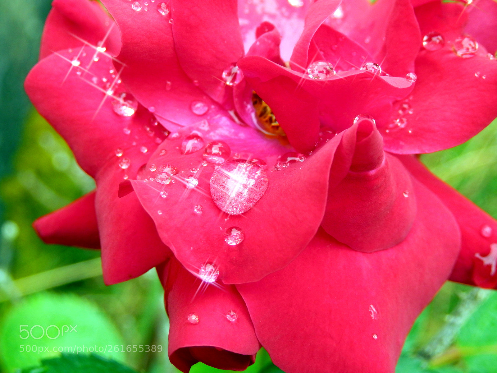 Olympus SZ-31MR sample photo. Droplets on petals photography