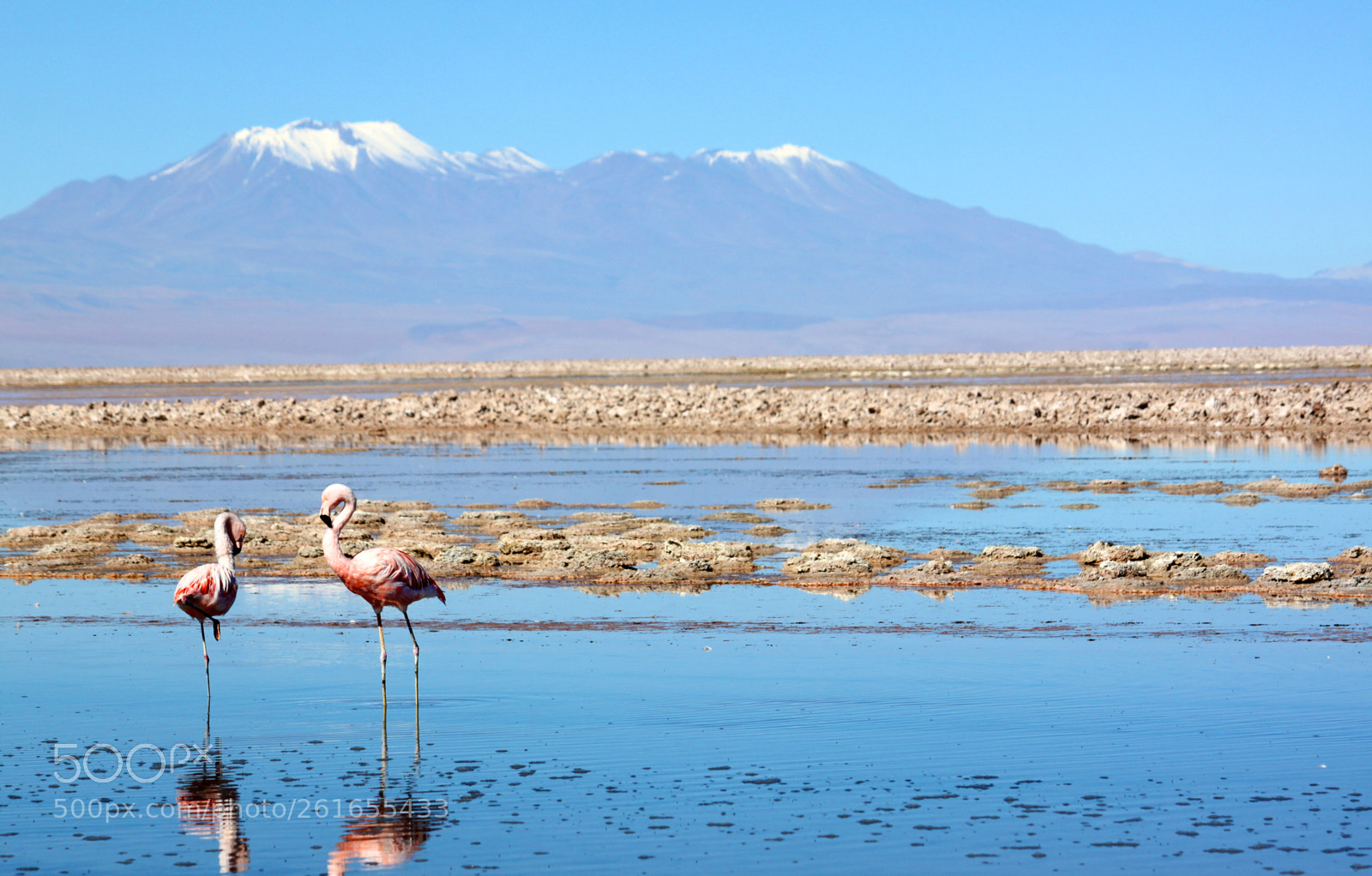 Canon EOS 500D (EOS Rebel T1i / EOS Kiss X3) sample photo. Flamingos in the desert photography