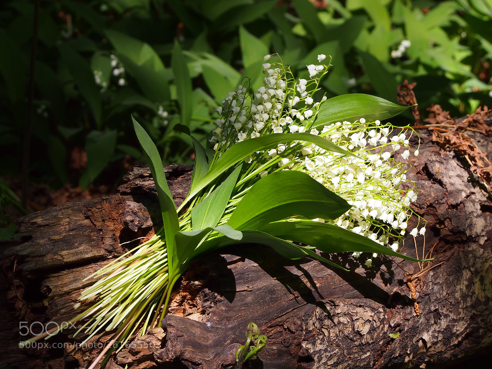 Olympus PEN E-PM1 sample photo. May bells. photography