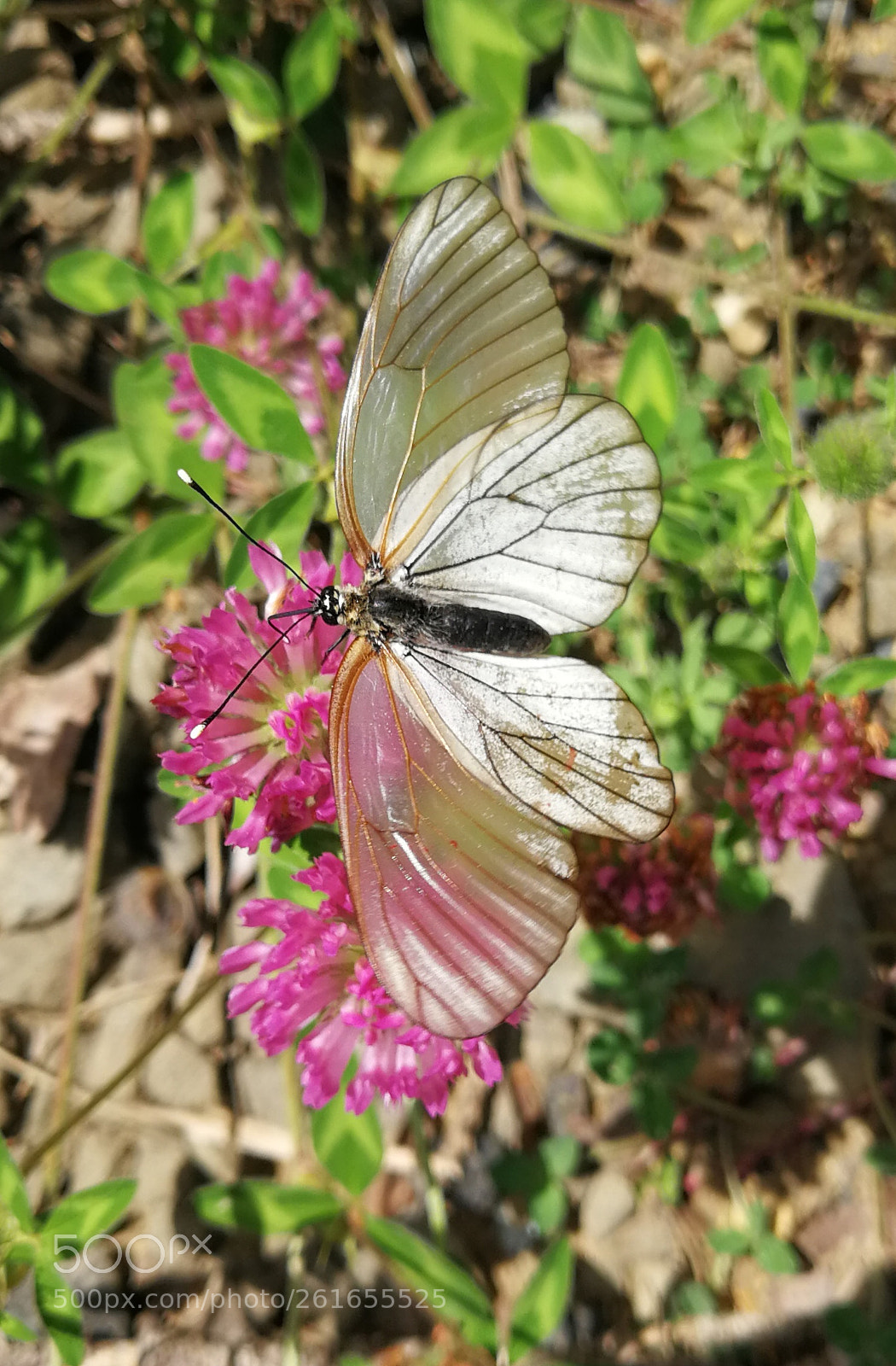 HUAWEI P10 Plus sample photo. Untitled photography