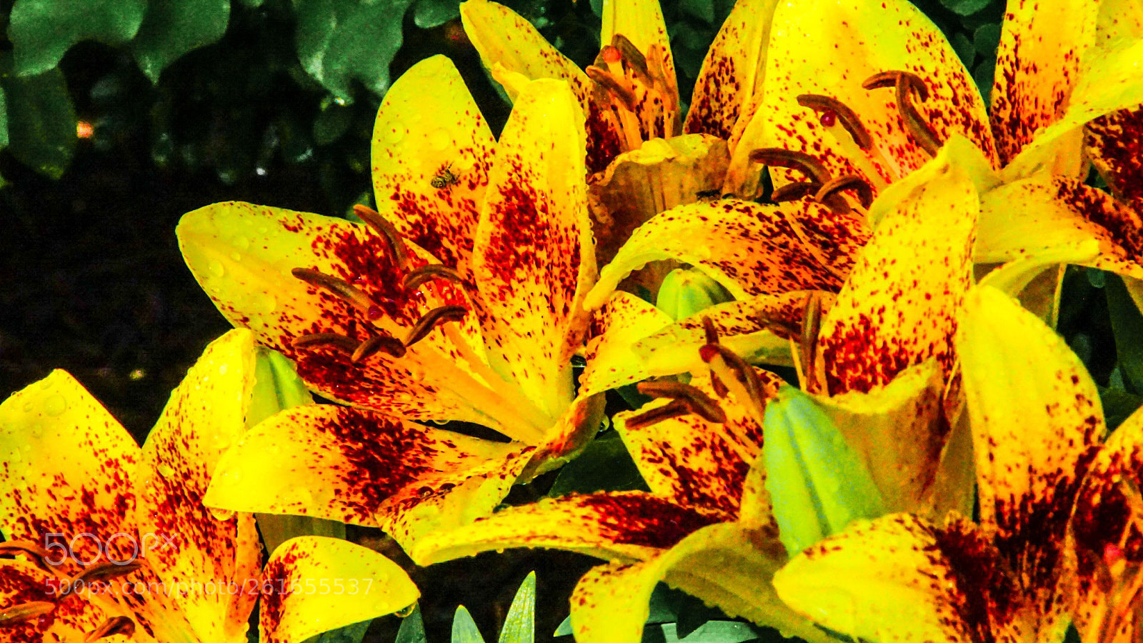 Sony a6000 sample photo. Wet lilies in a photography