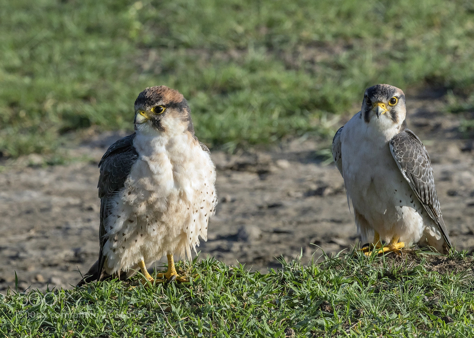 Nikon D810 sample photo. Lanner falcons photography