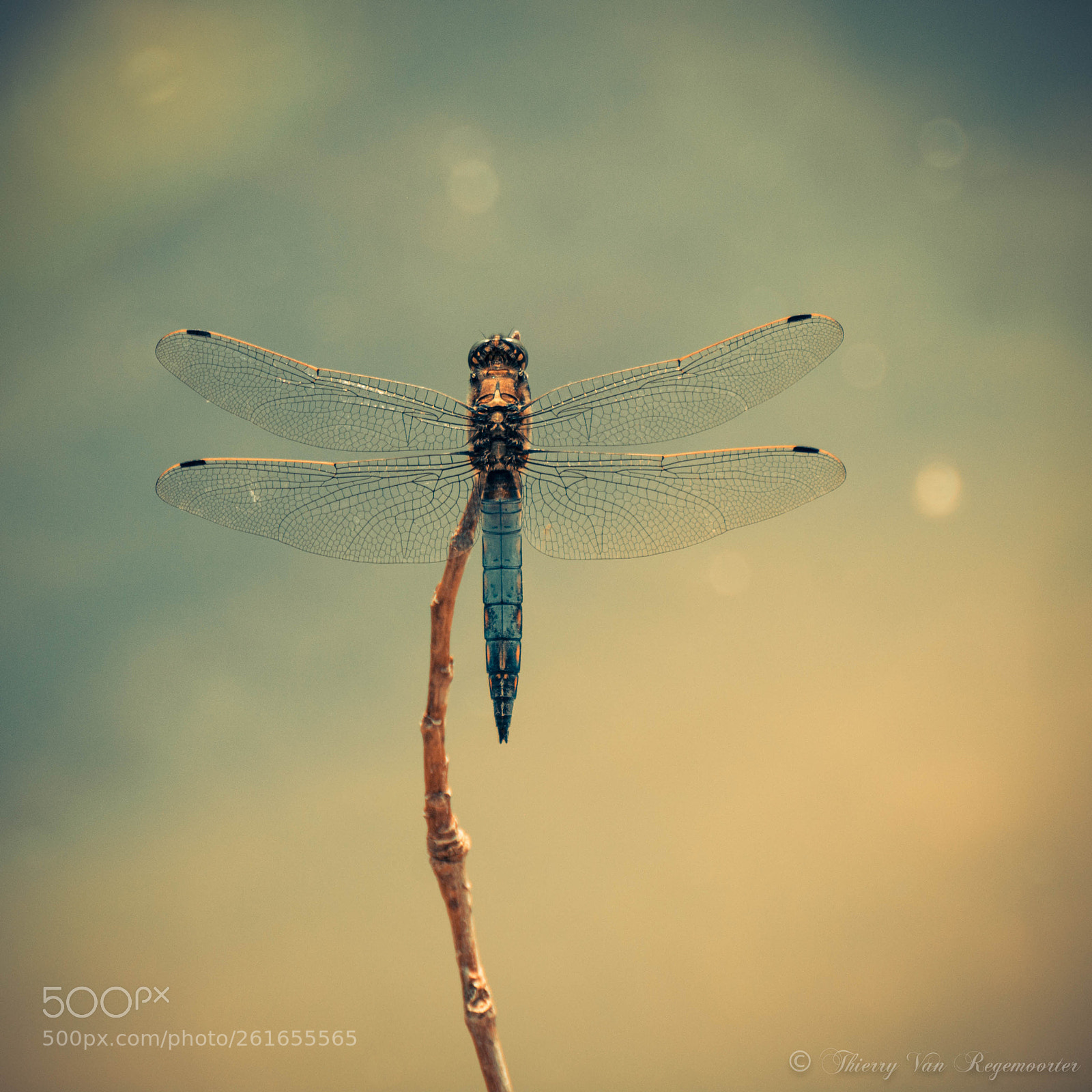 Nikon D7100 sample photo. Orthétrum bleuissant ( libellule ) photography