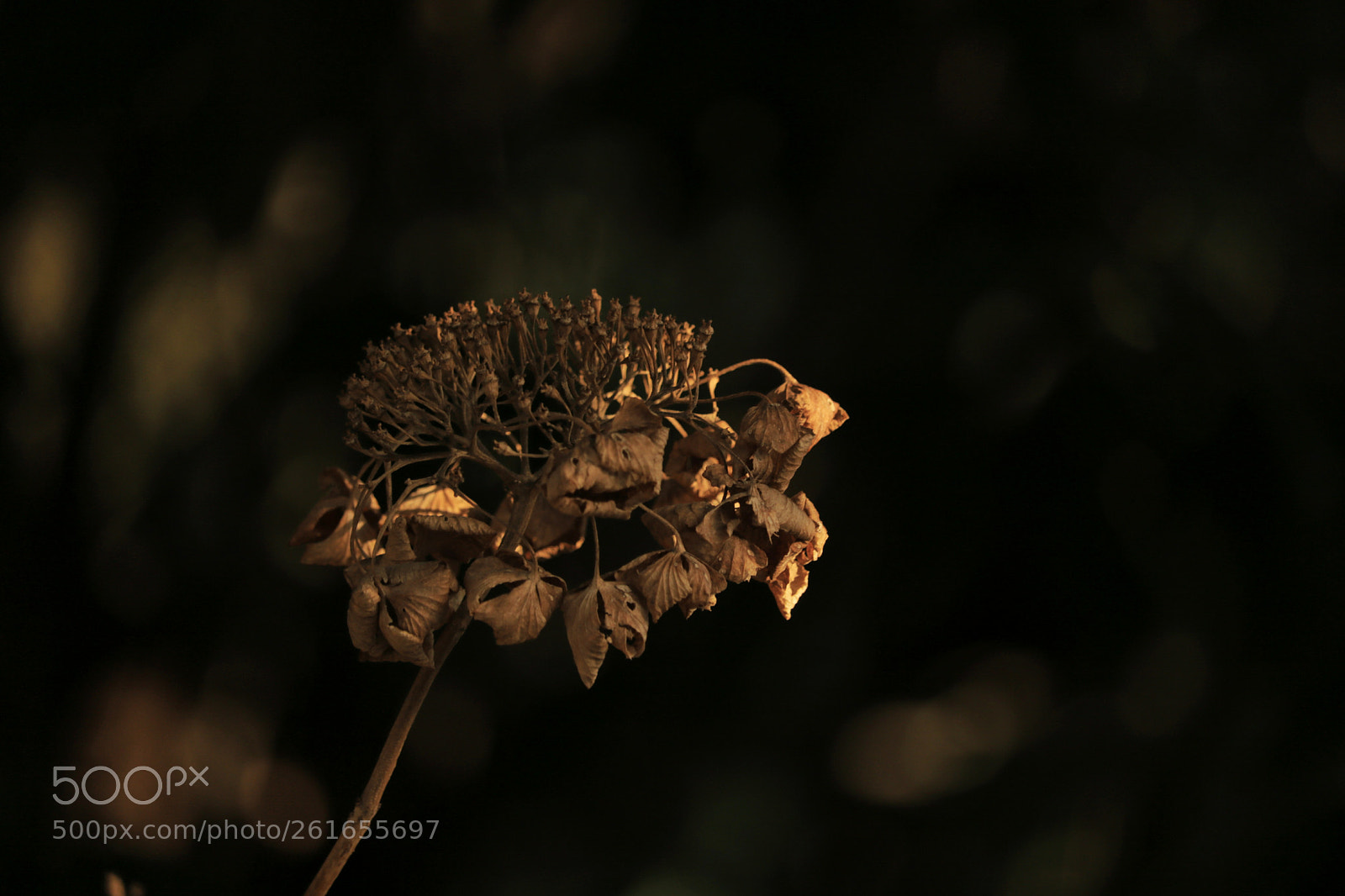 Canon EOS 750D (EOS Rebel T6i / EOS Kiss X8i) sample photo. Untitled photography