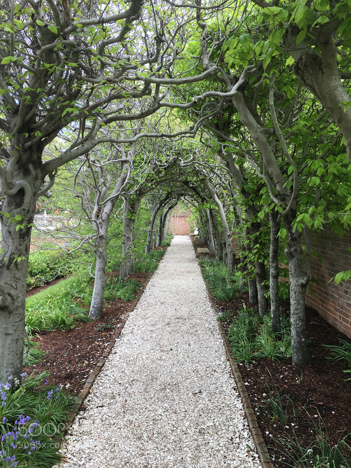 Apple iPhone 6s sample photo. Footpath through tree tunnel photography
