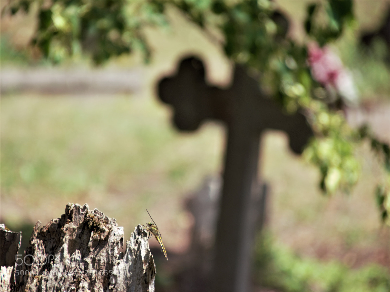 Sony SLT-A68 sample photo. Cementery photography