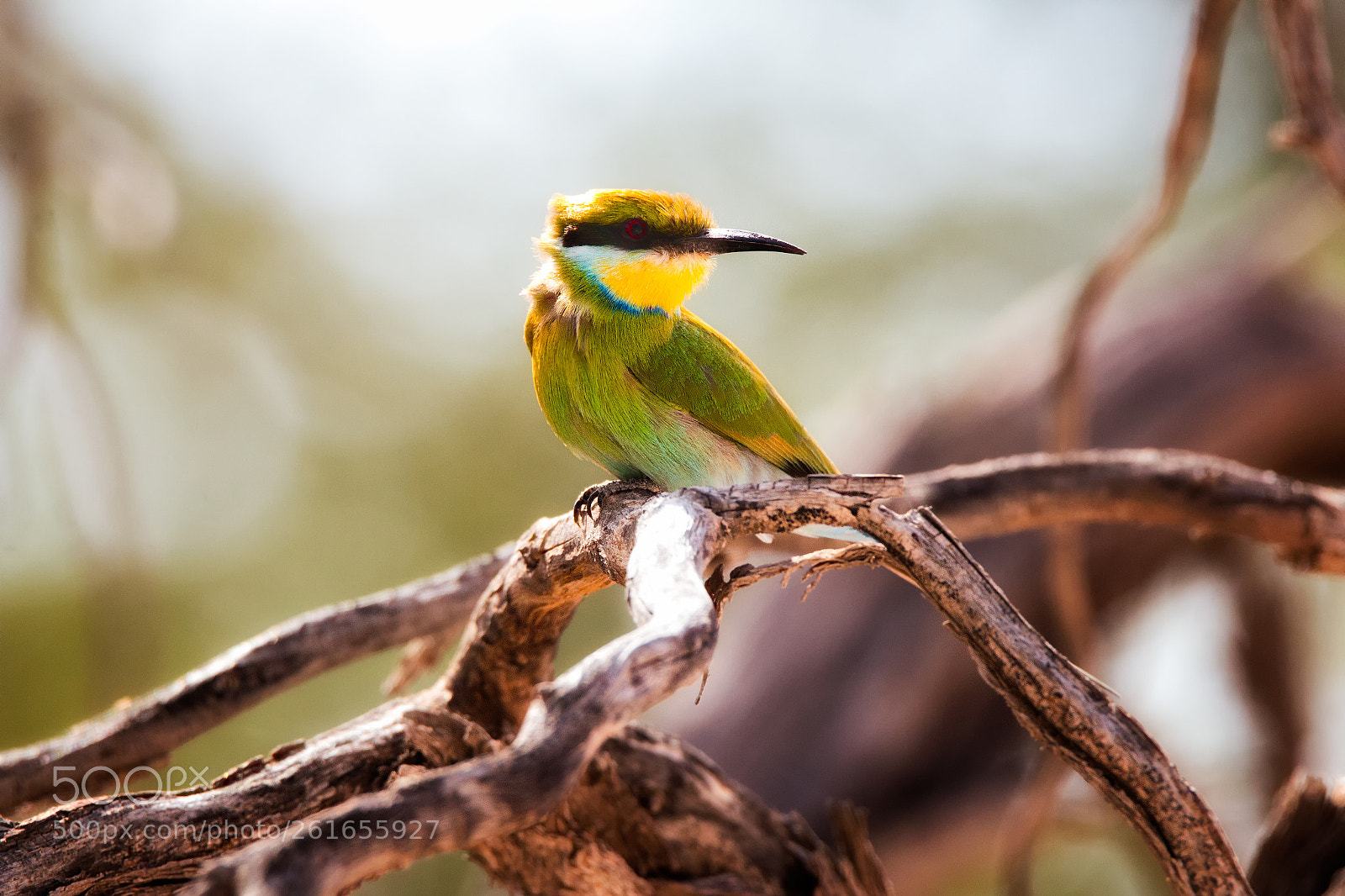 Canon EOS 70D sample photo. Swallow-tailed bee-eater photography