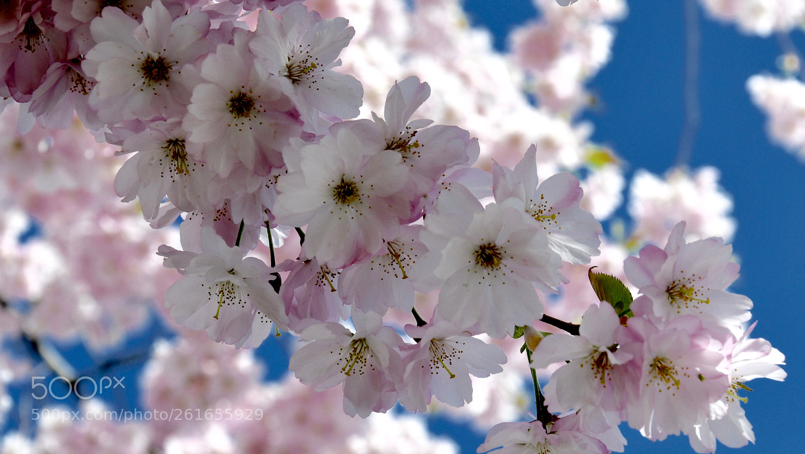Nikon D500 sample photo. Untitled photography