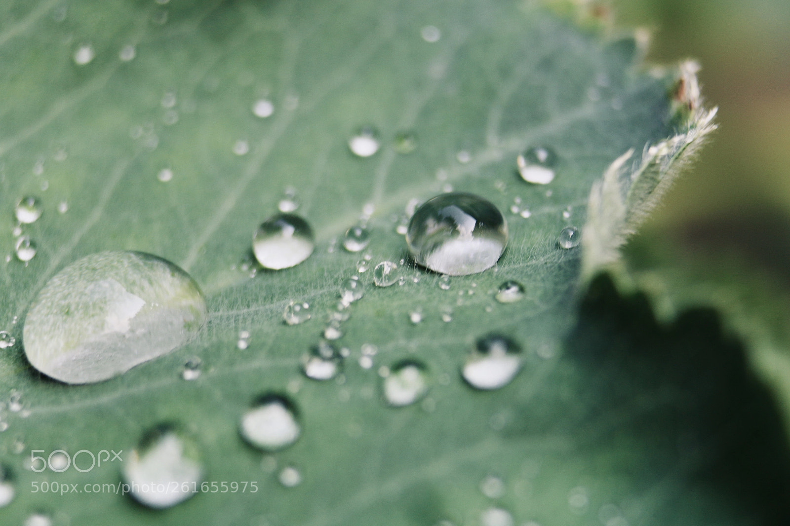 Canon EOS 70D sample photo. Waterdrops on a leaf photography