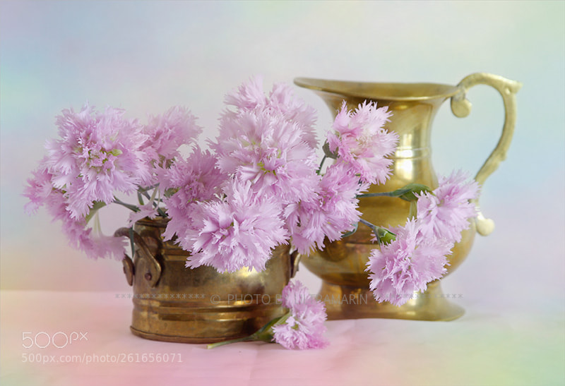 Canon EOS 40D sample photo. - photography