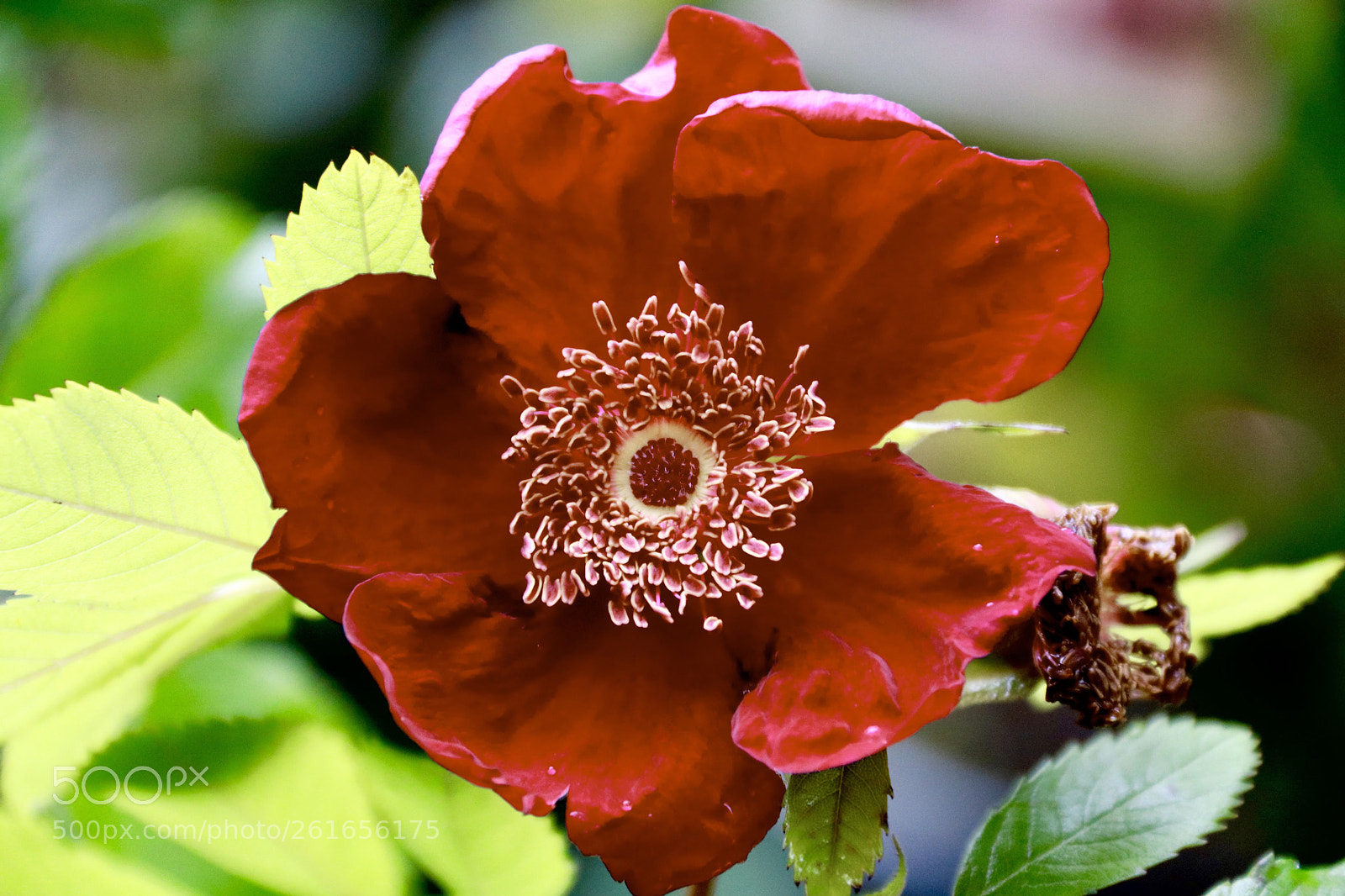 Canon EOS 750D (EOS Rebel T6i / EOS Kiss X8i) sample photo. A rose is a photography