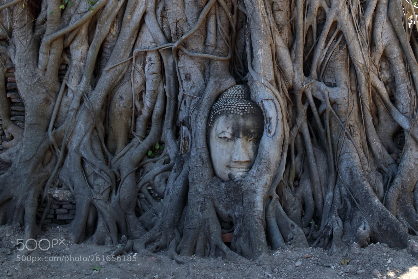 Canon EOS 80D + Canon EF 24-105mm F4L IS USM sample photo. The buddha tree root photography