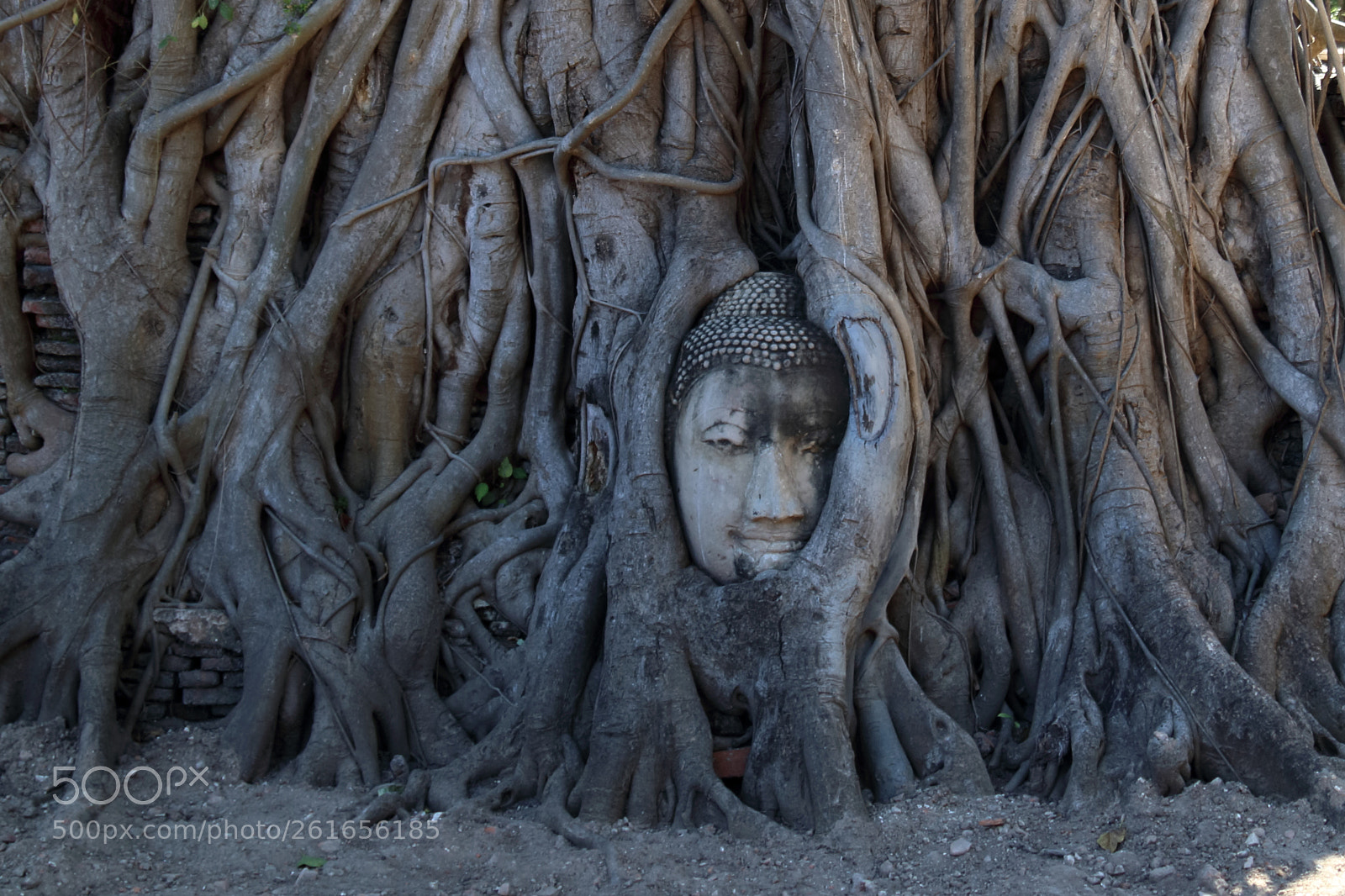Canon EOS 80D sample photo. The buddha tree root photography