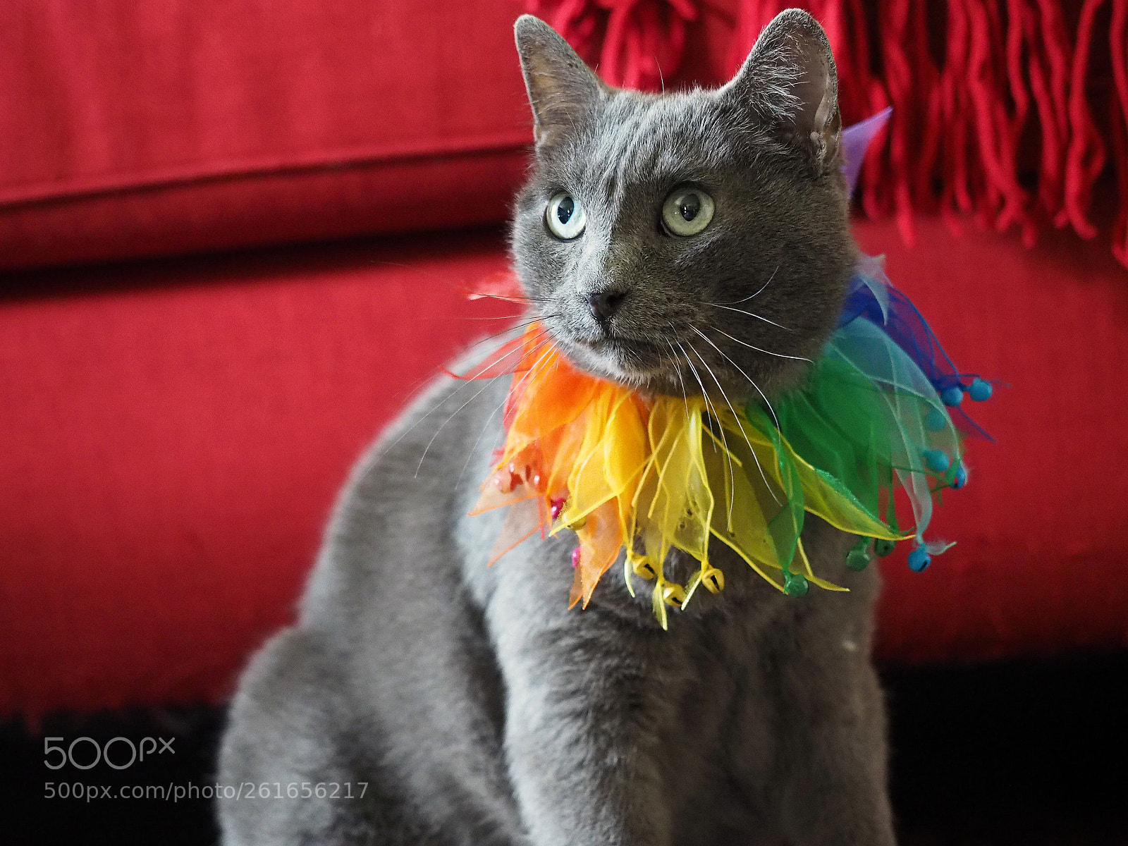 Olympus OM-D E-M1 sample photo. Cat with colorful collar photography