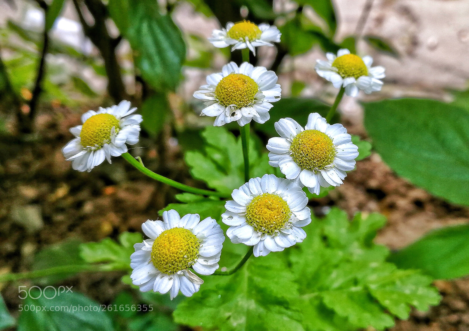 HUAWEI P10 sample photo. Seven photography