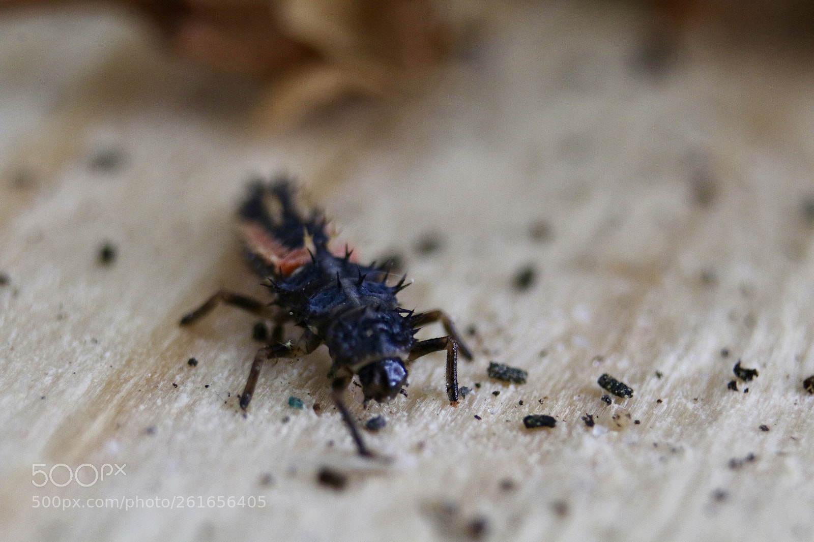 Canon EOS 70D sample photo. Ladybug larva photography