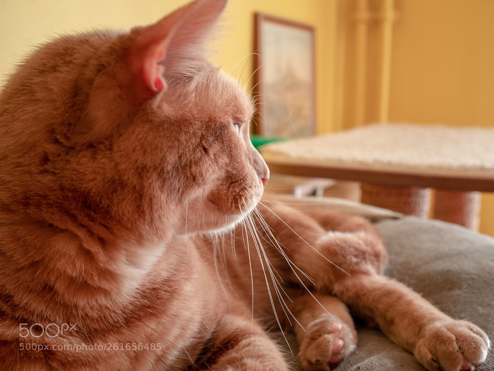 Panasonic Lumix DMC-GX85 (Lumix DMC-GX80 / Lumix DMC-GX7 Mark II) sample photo. Confiance photography