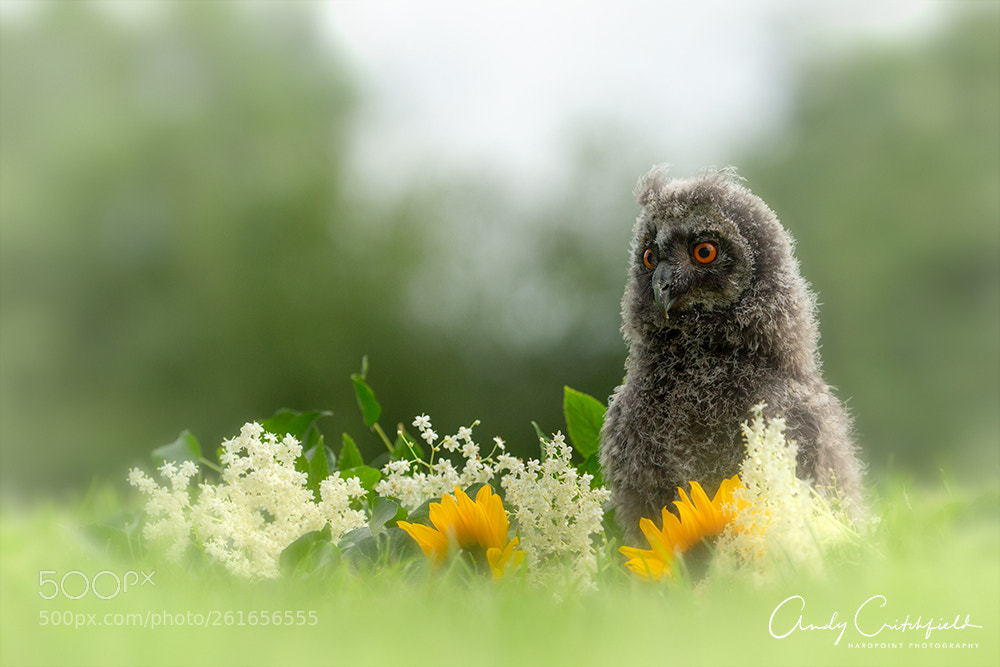 Canon EOS-1D X sample photo. Long eared owl photography