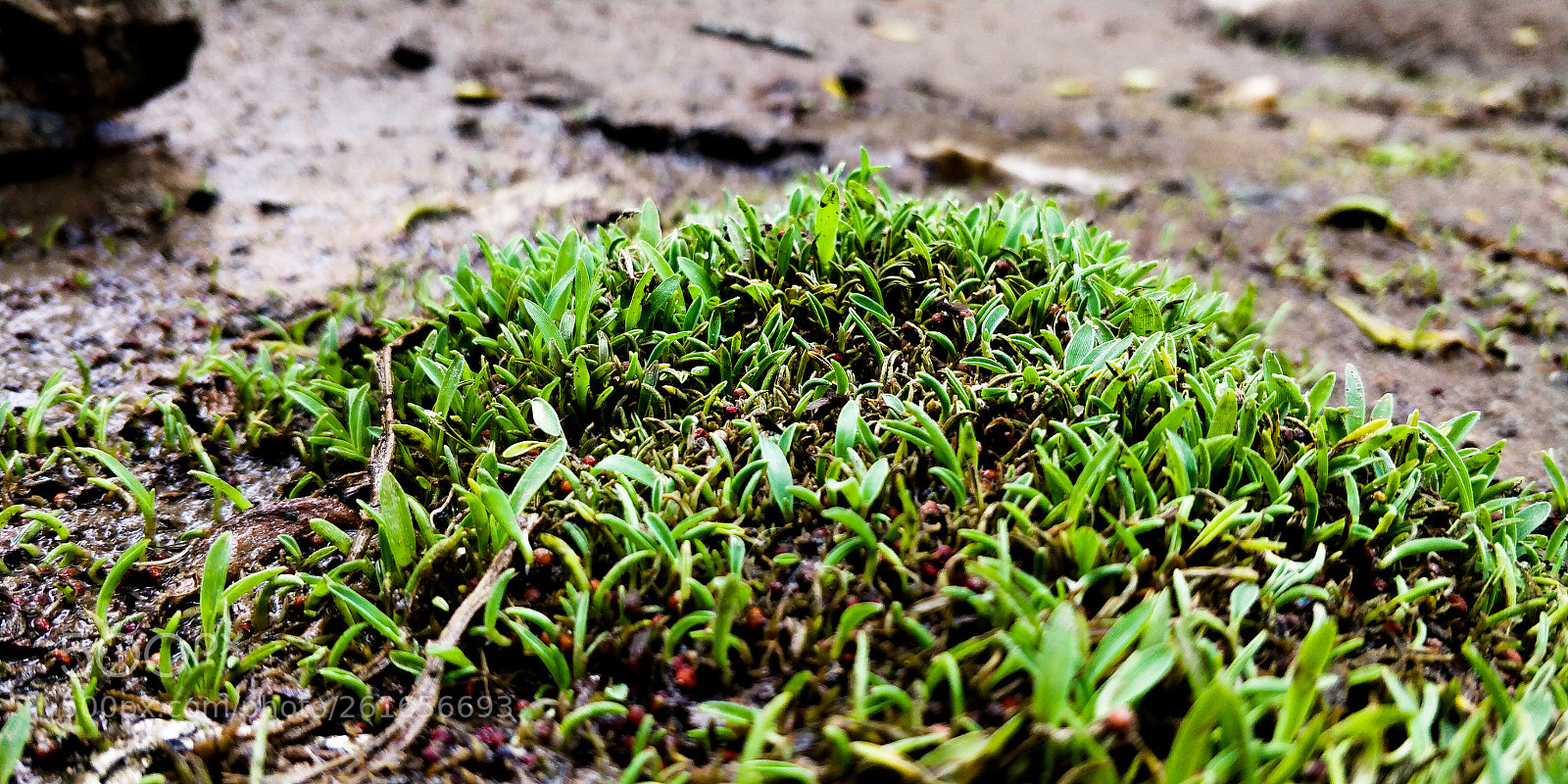OnePlus 5T sample photo. Grass photography