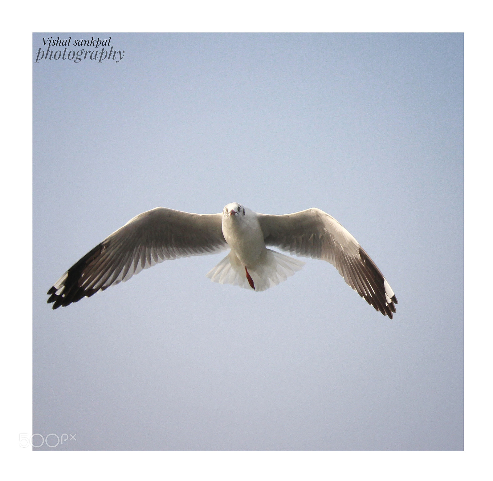 Canon EOS 700D (EOS Rebel T5i / EOS Kiss X7i) sample photo. Sea bird photography