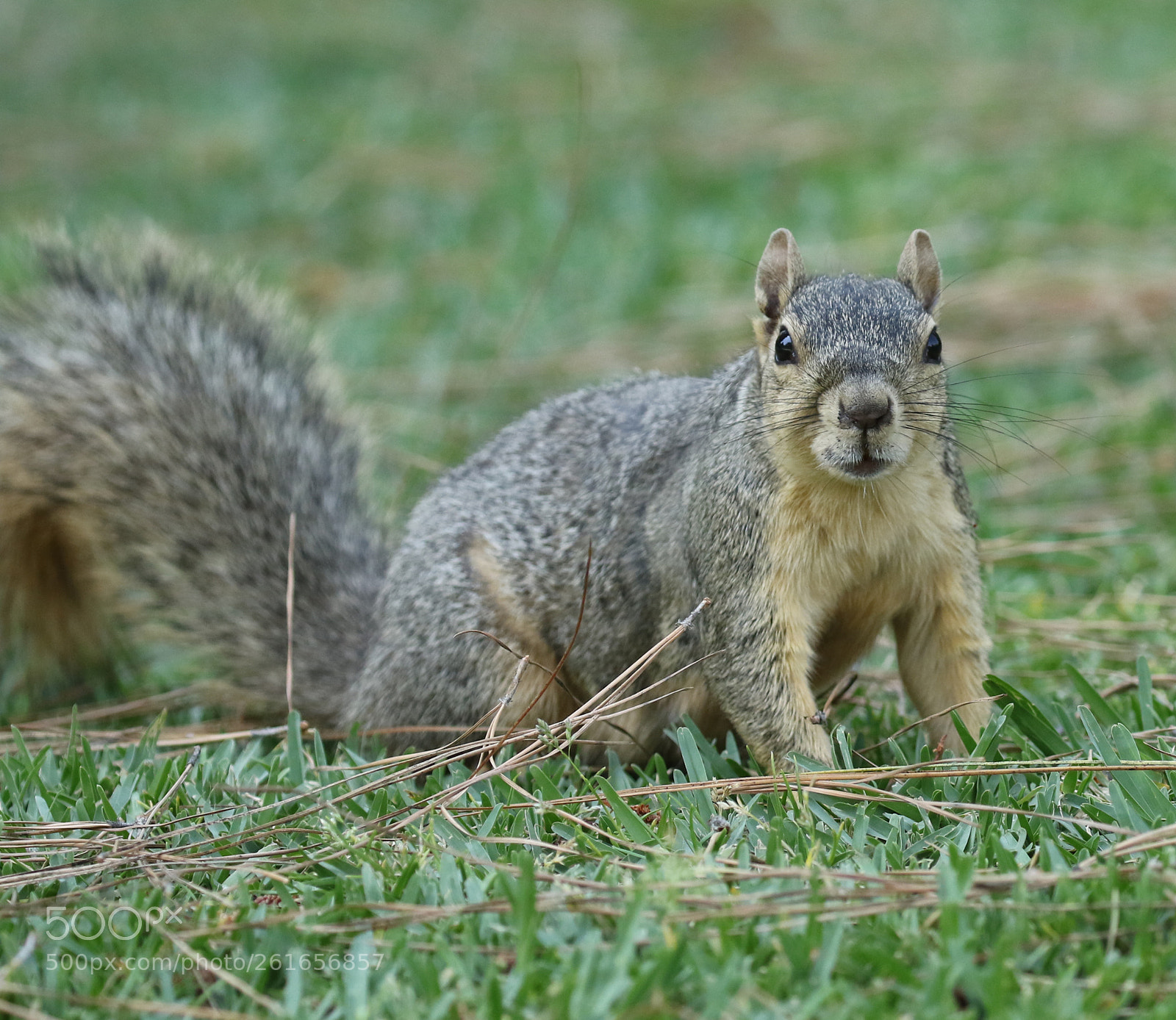 Canon EOS 7D Mark II sample photo. Look at me, please! photography