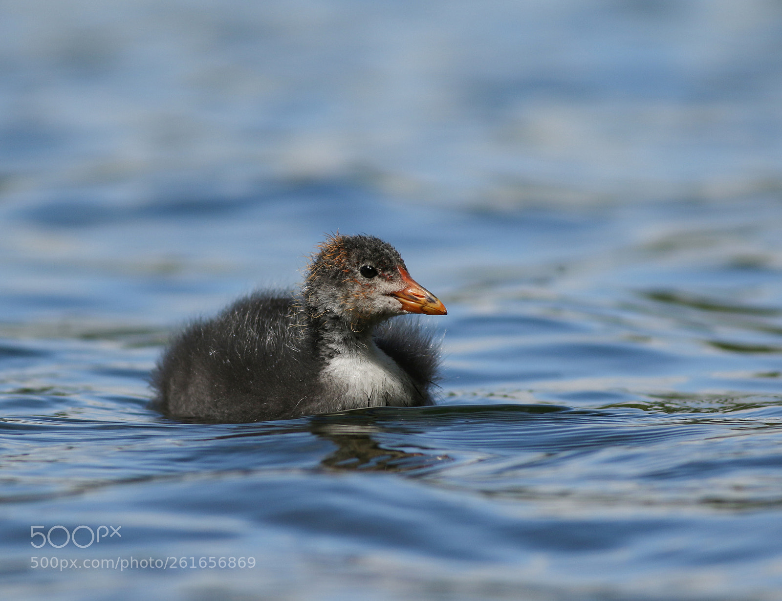 Canon EOS 7D Mark II sample photo. Young coot photography