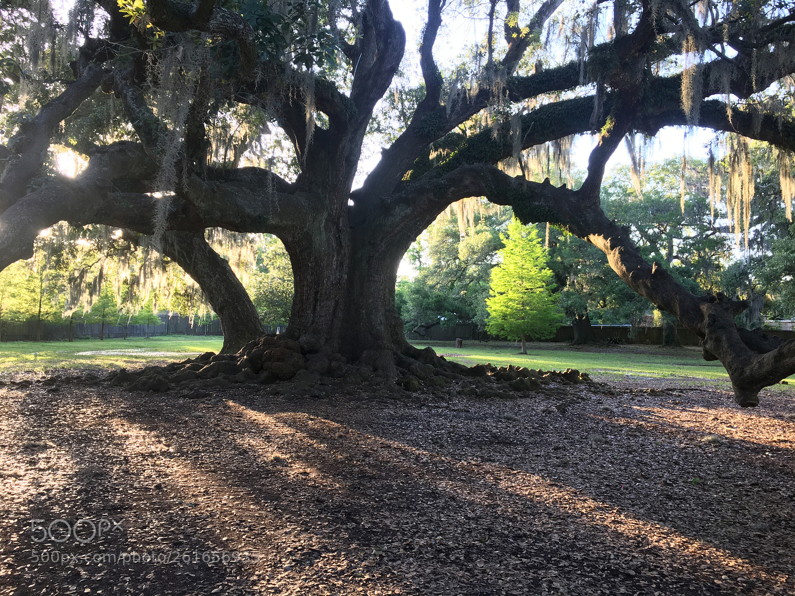 Apple iPhone 6s sample photo. Tree of life, new photography