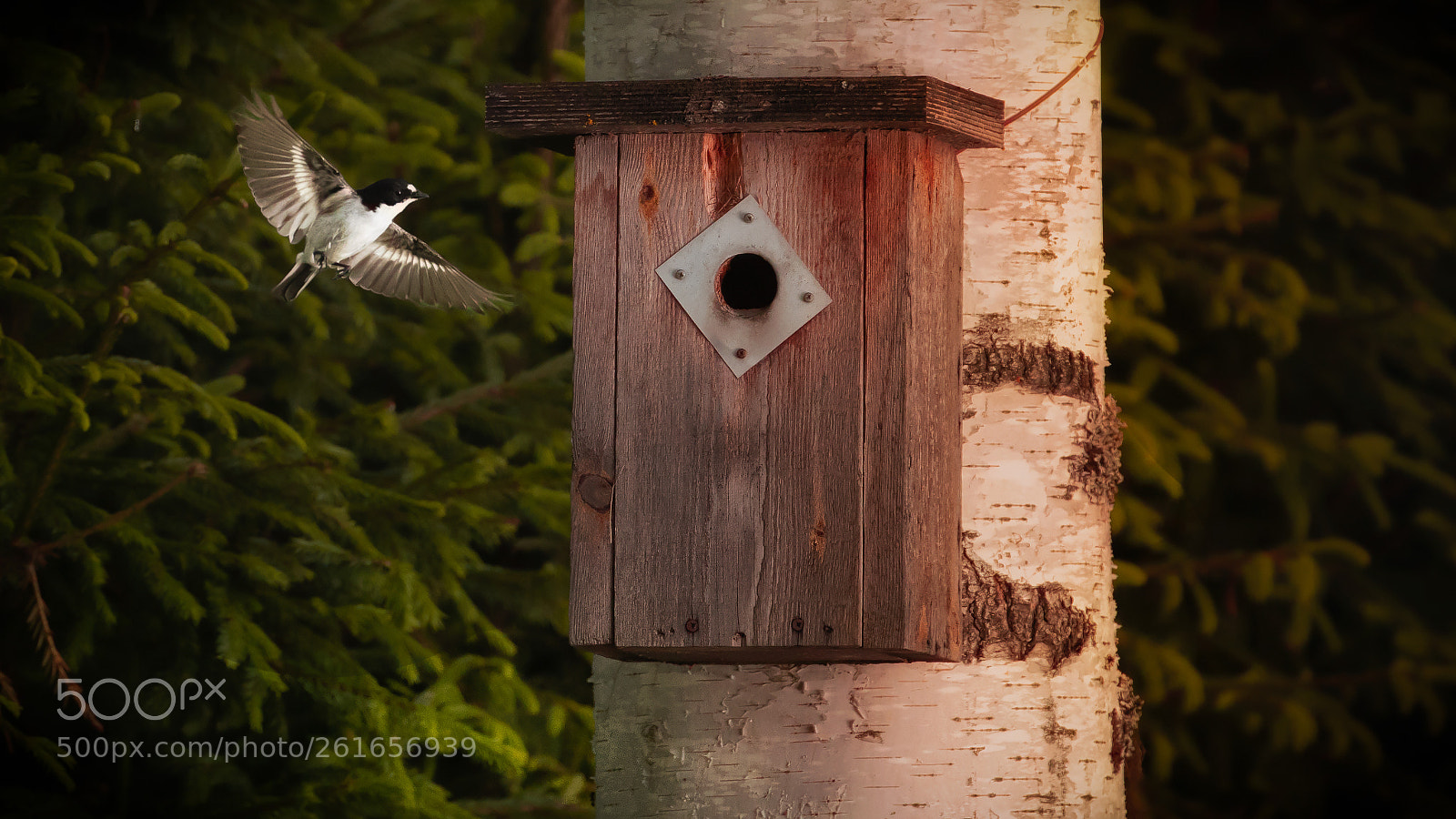 Canon EOS 5D Mark IV sample photo. European pied flycatcher is photography